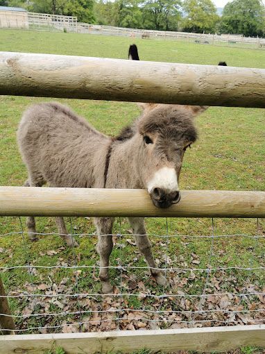 Exploring Animal Care Practical Sessions  at Greenmeadow Farm