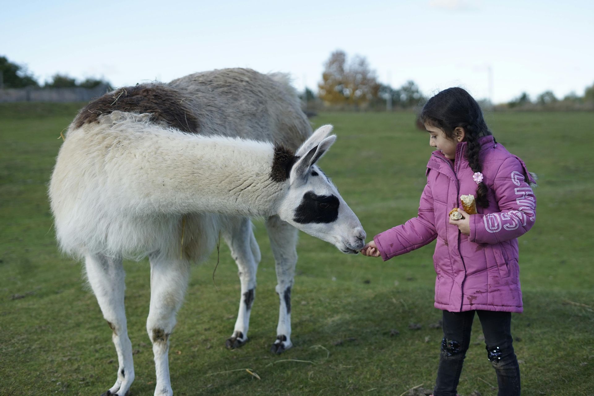 Exploring Animal Care Practical Sessions  at Greenmeadow Farm