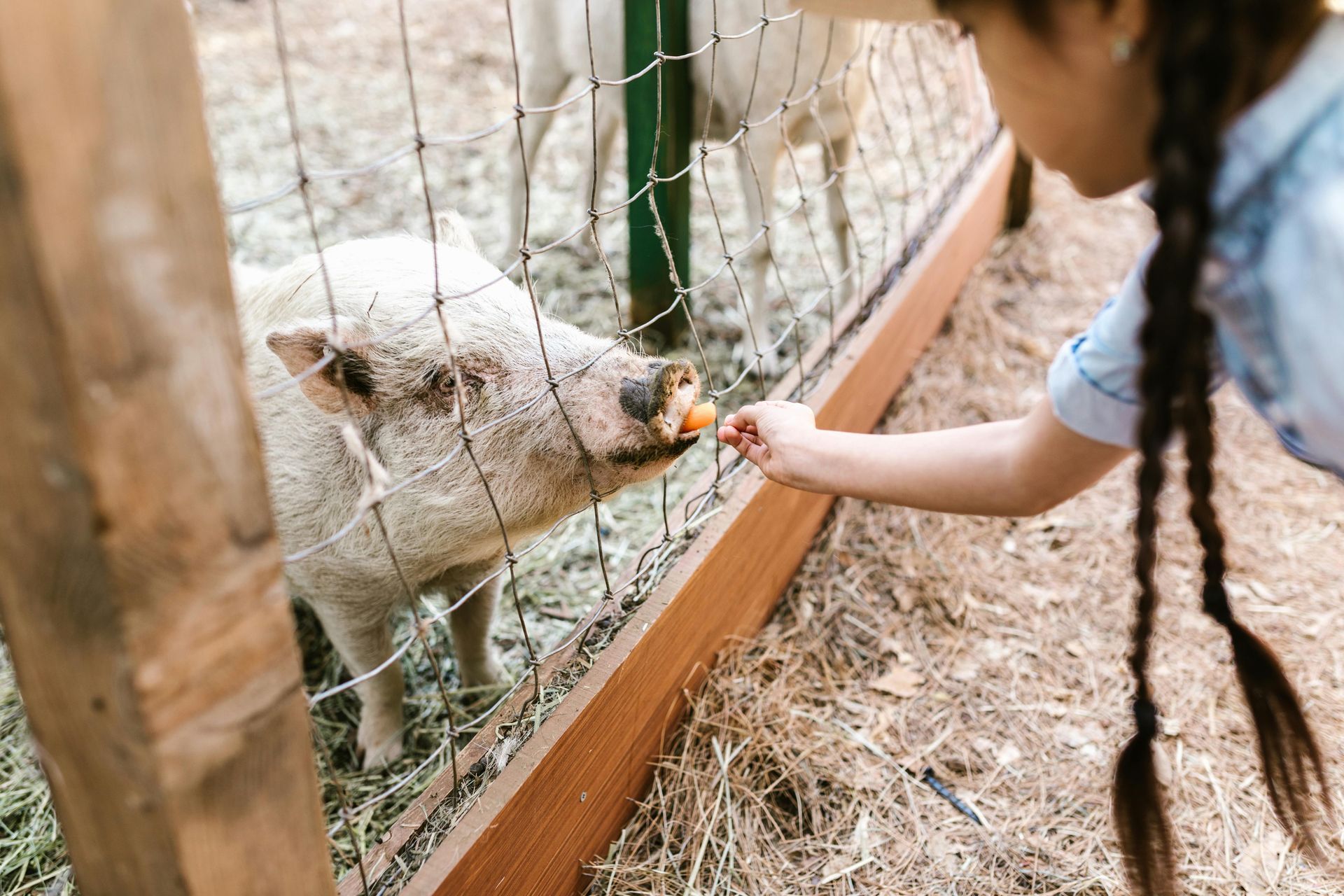 Little Hatchlings at Greenmeadow Farm