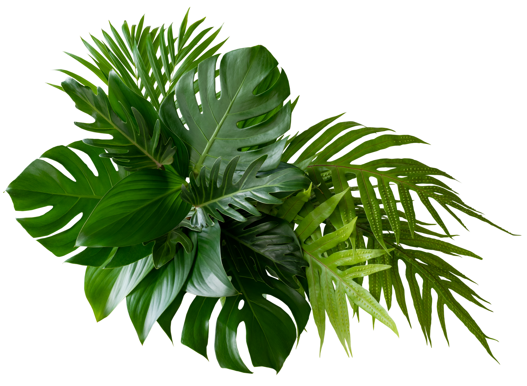 A bunch of tropical leaves on a white background