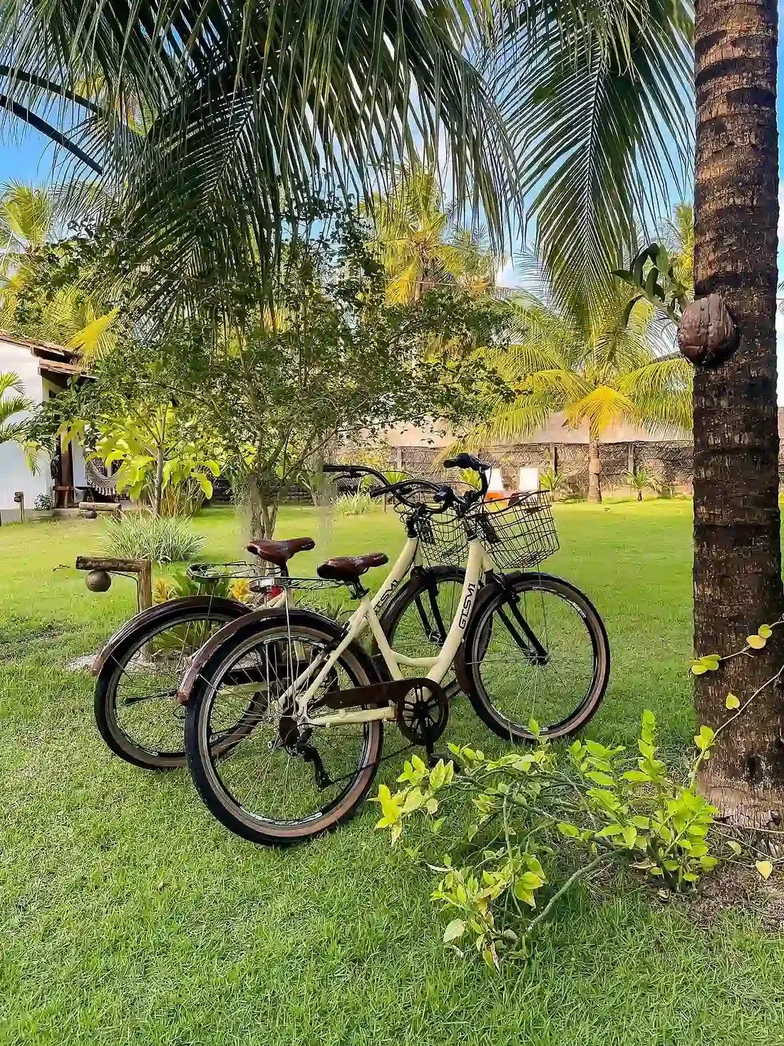Duas bicicletas estão estacionadas sob uma palmeira na grama. pousada ocacocar