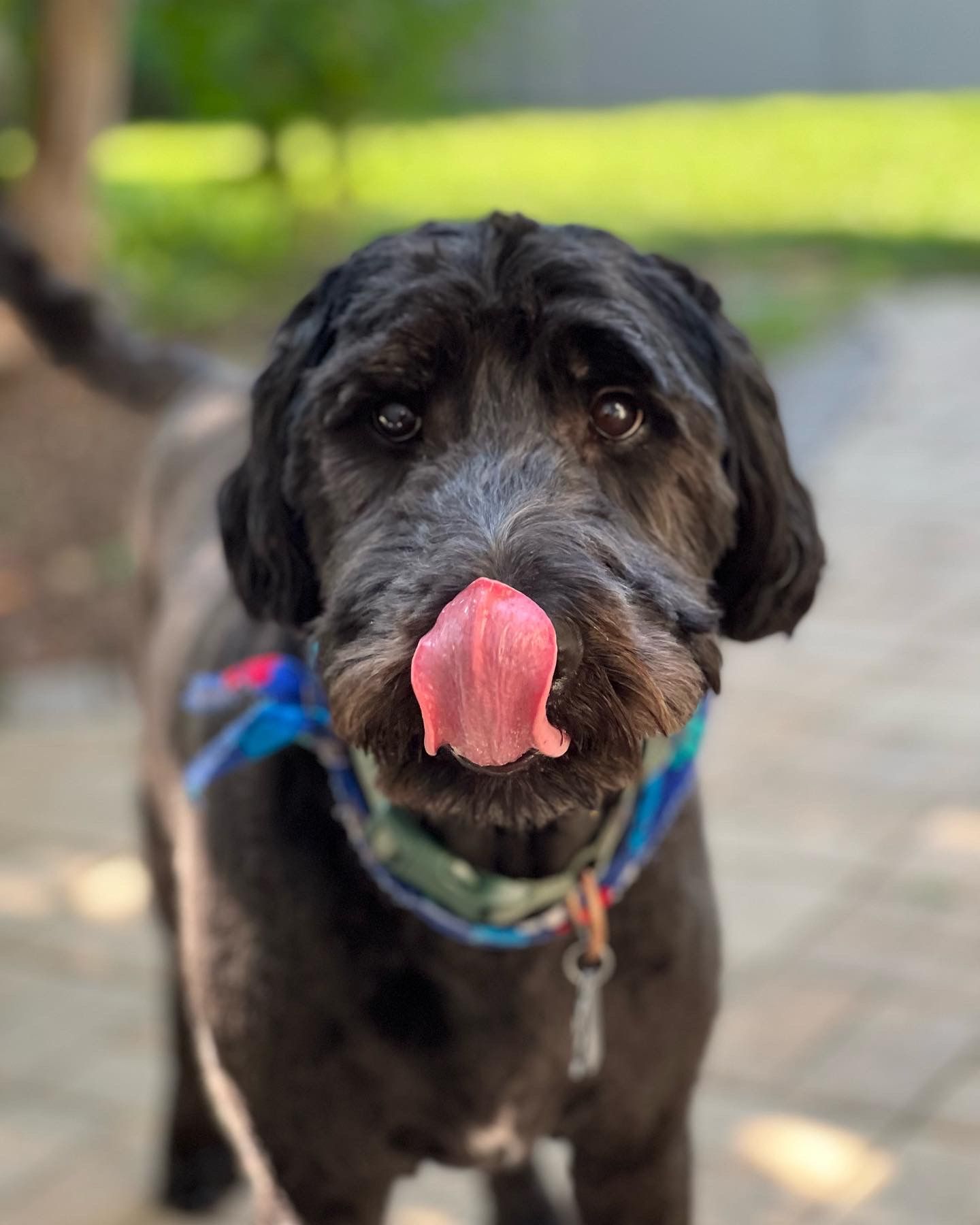 A close up of a black dog sticking its tongue out.