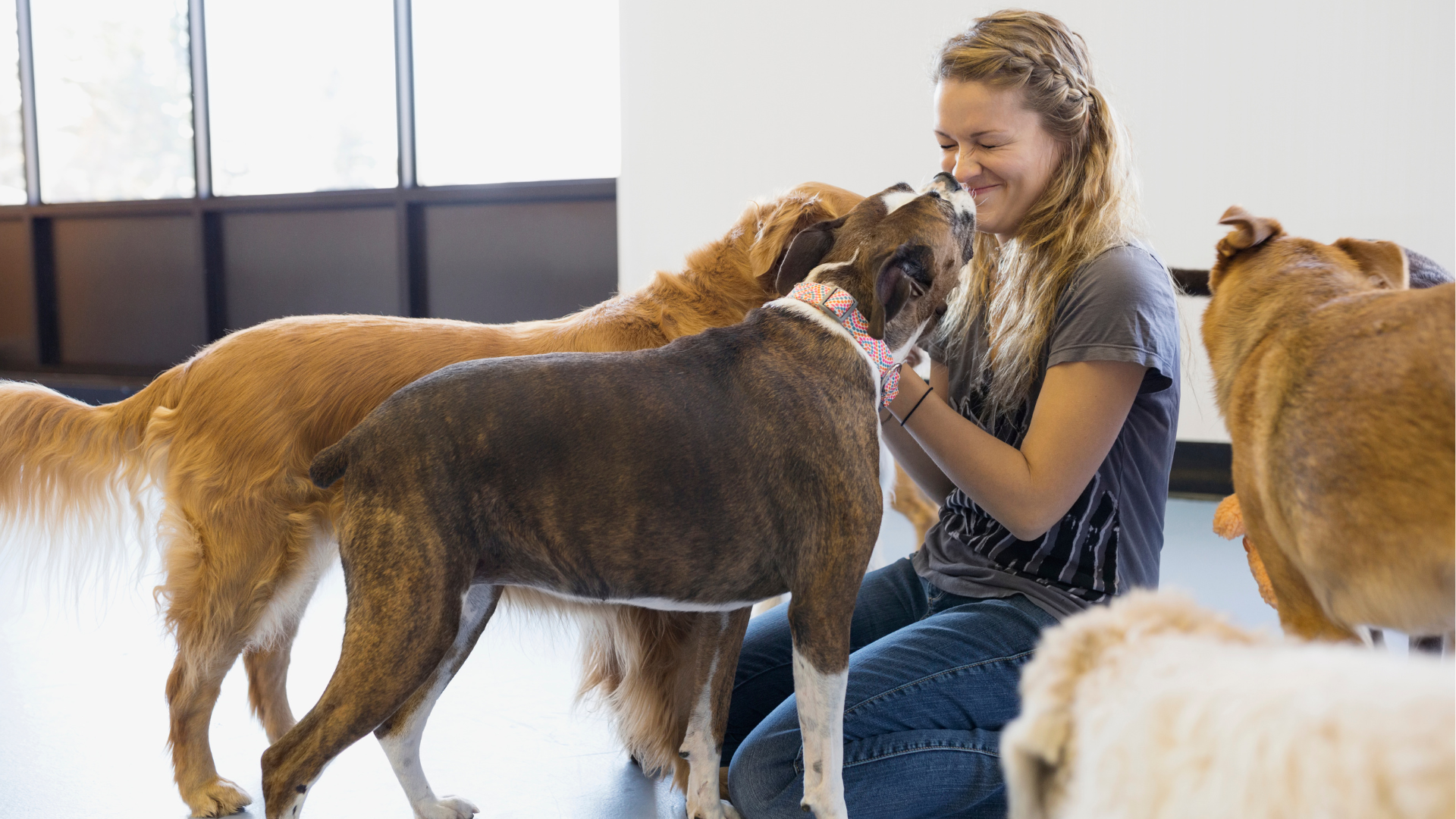 A person is grooming a small dog with a hair dryer.