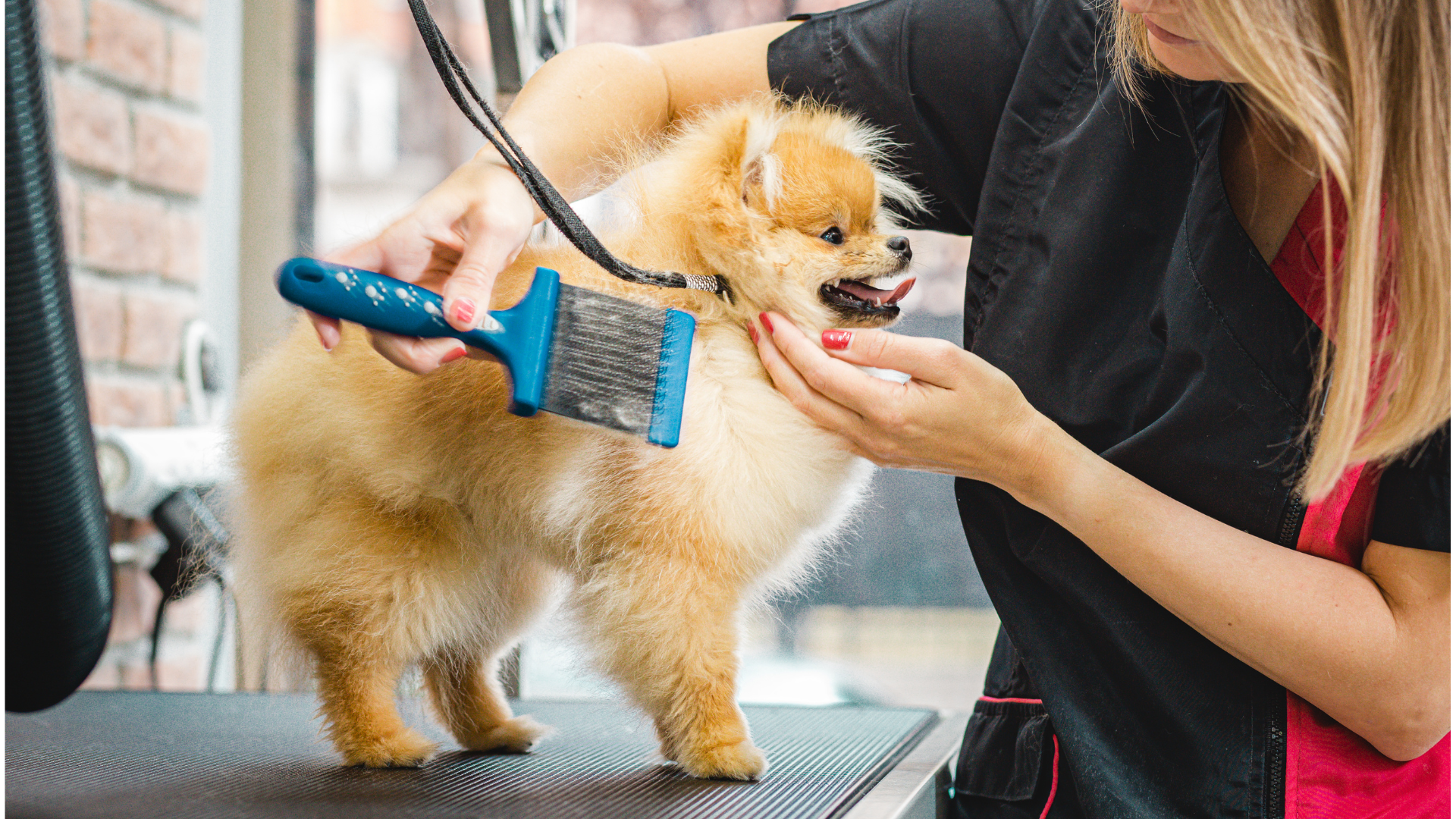 A person is grooming a small dog with a hair dryer.