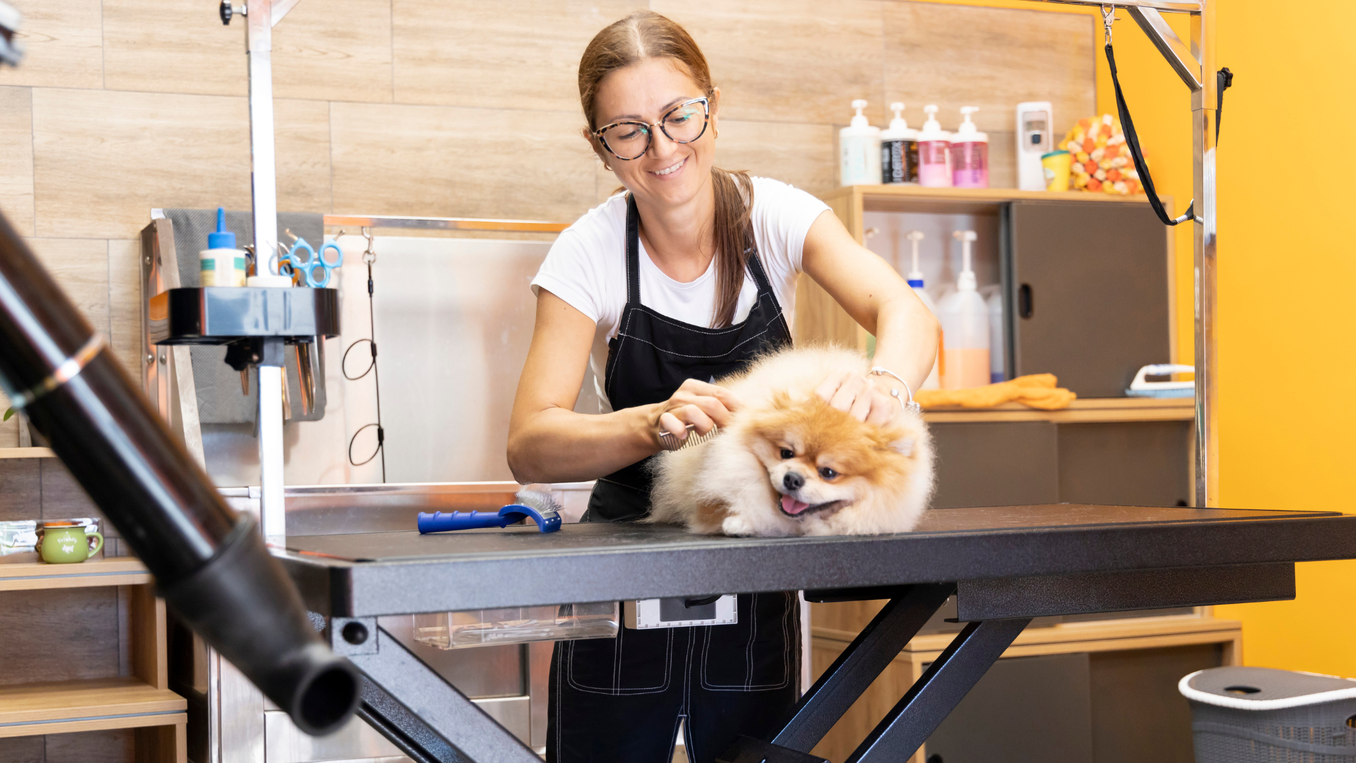 A person is grooming a small dog with a hair dryer.