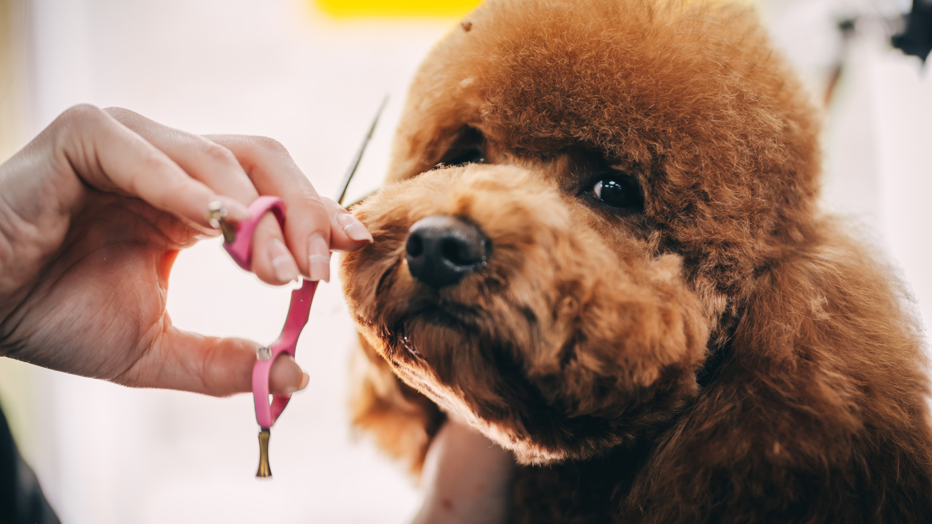 Dog Training