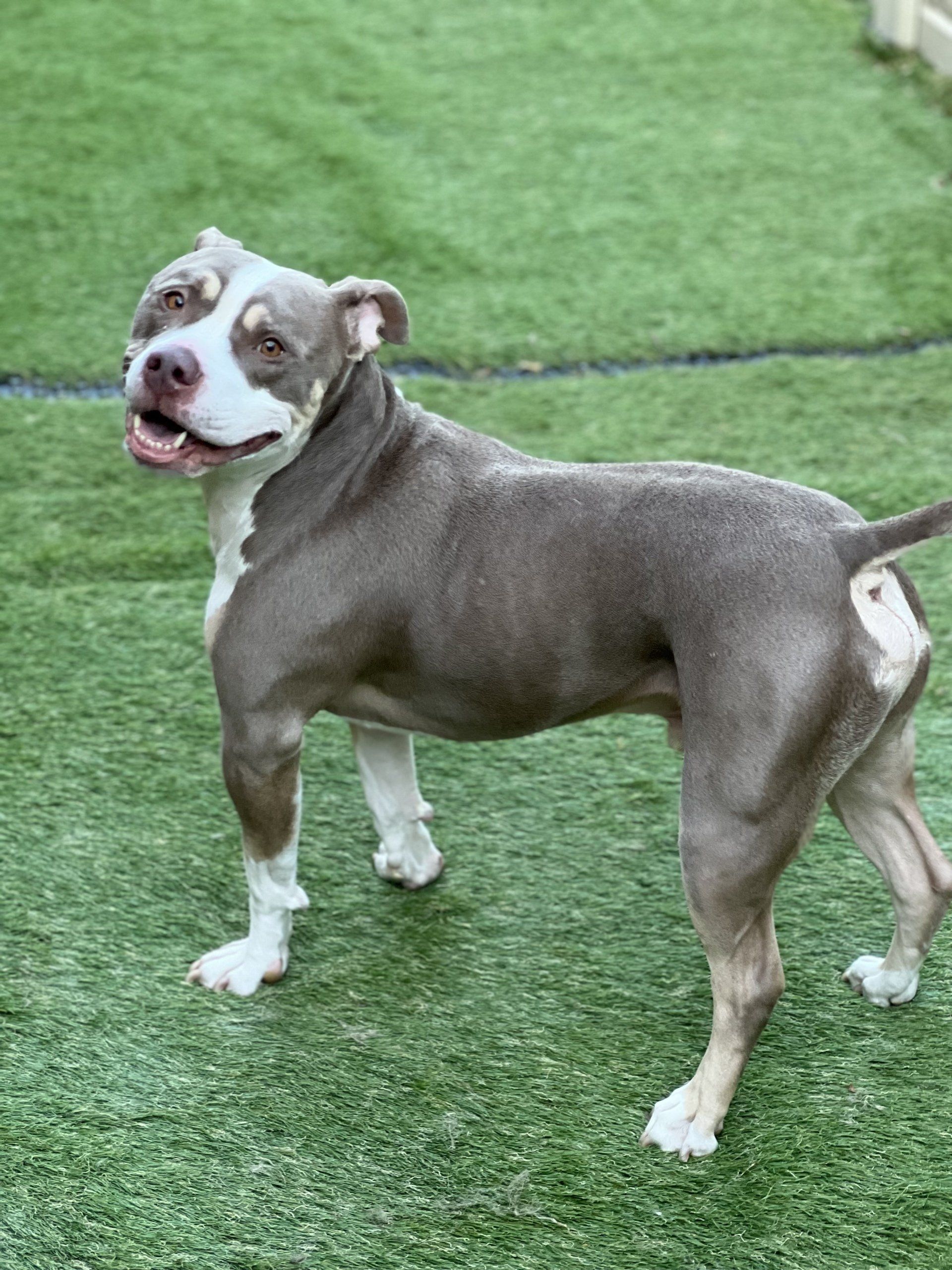 A gray and white dog is standing on a lush green field.