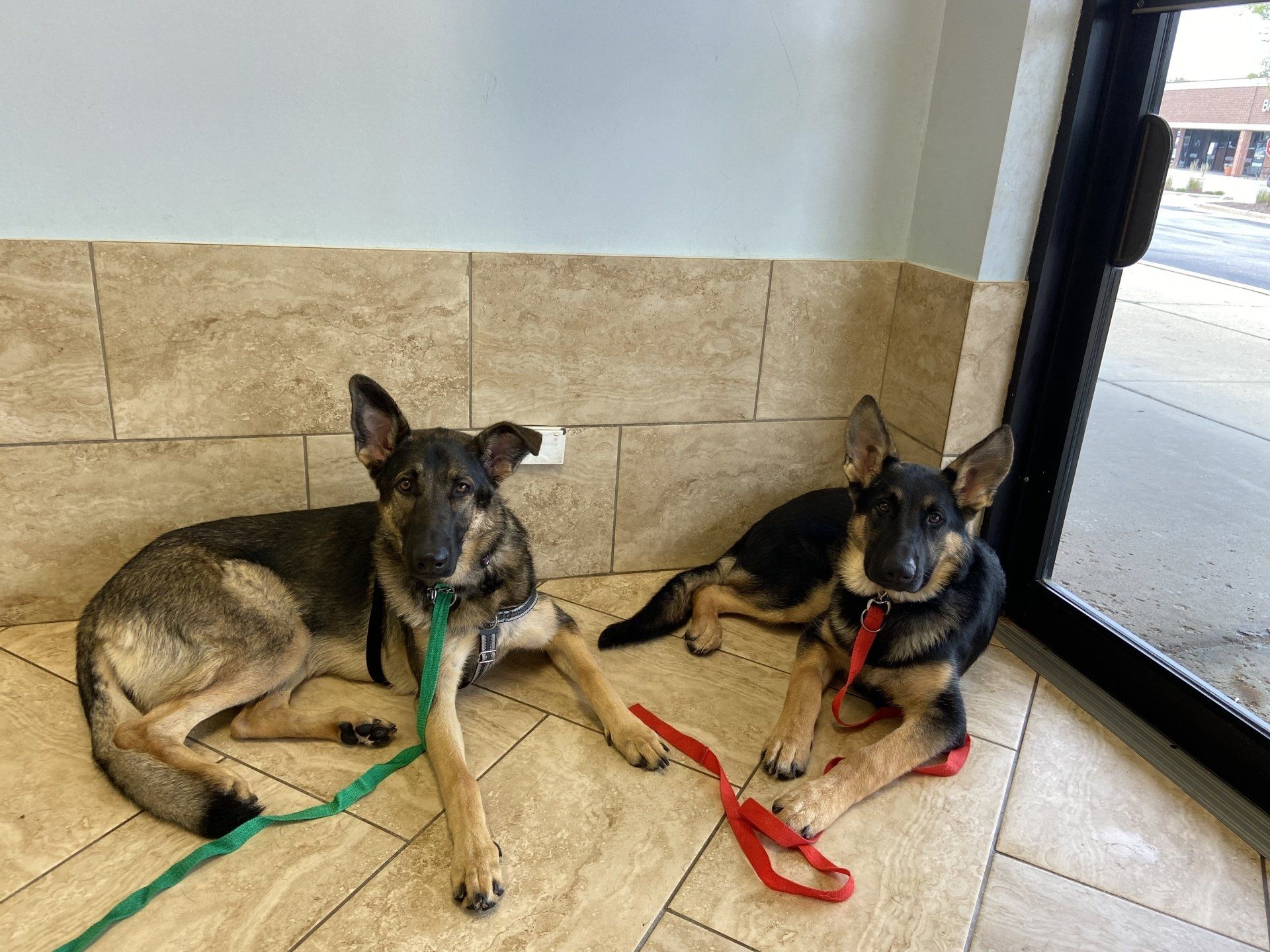 Two dogs are laying on the floor next to each other on leashes.
