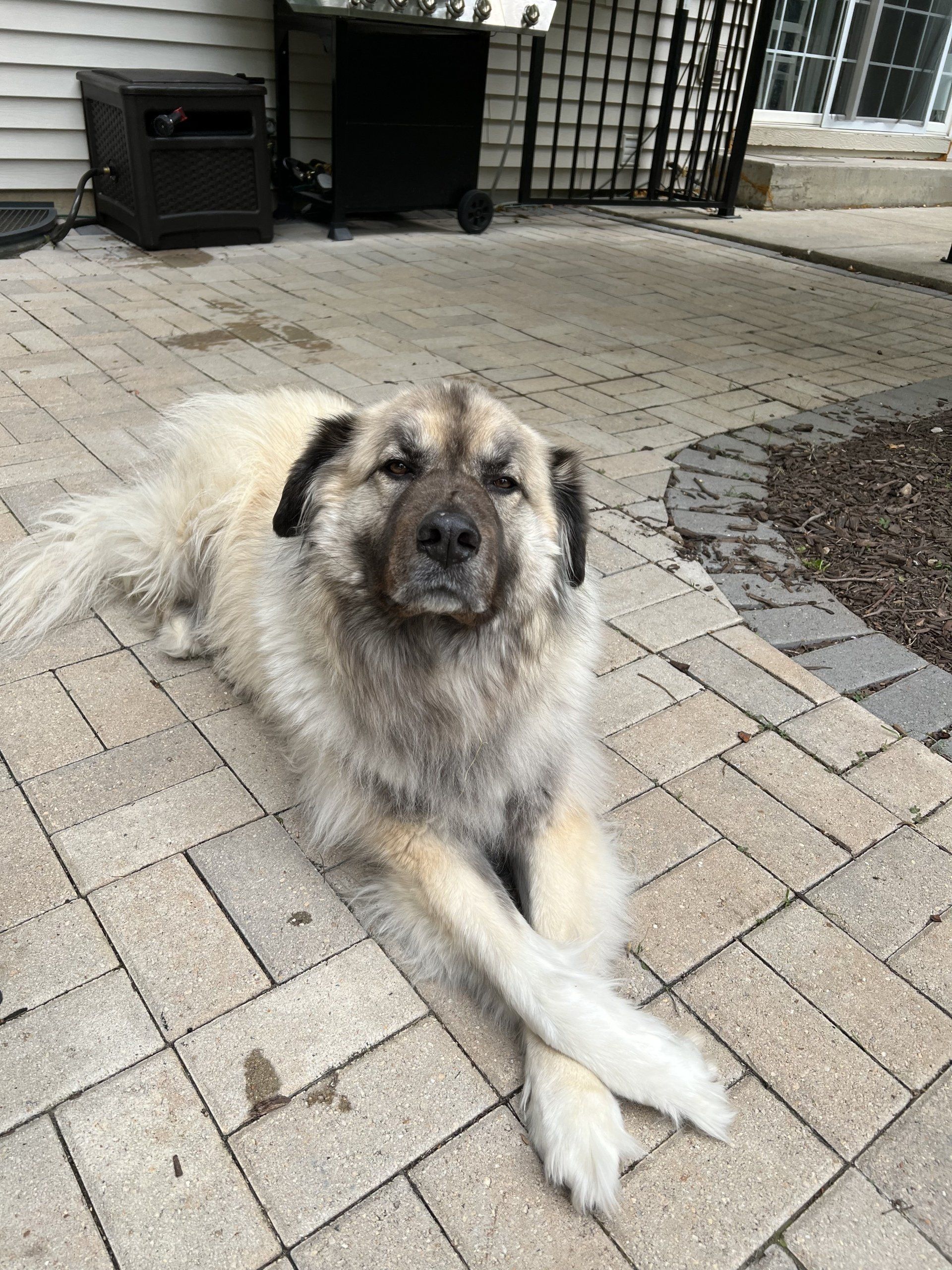 A dog is laying on a brick patio.