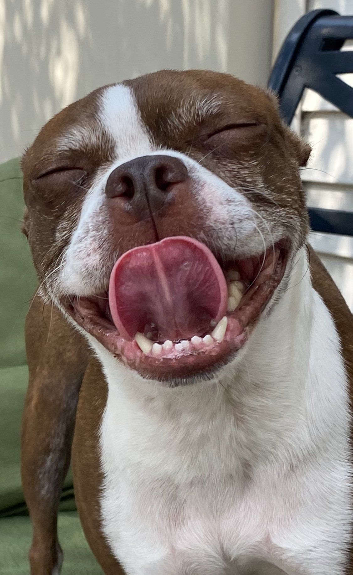 A brown and white dog is smiling with its tongue out.