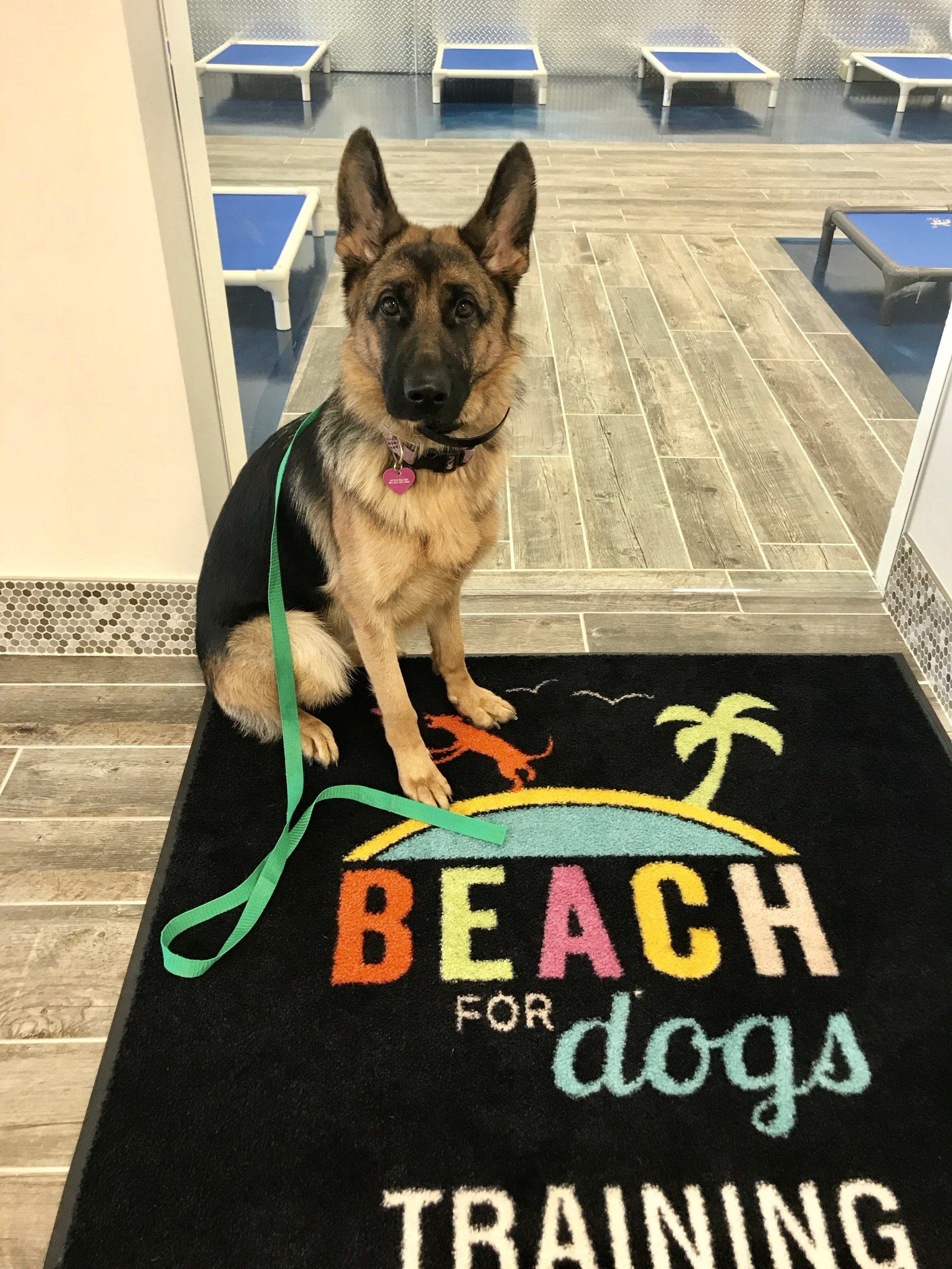 Dog Training Naperville, IL Beach For Dogs