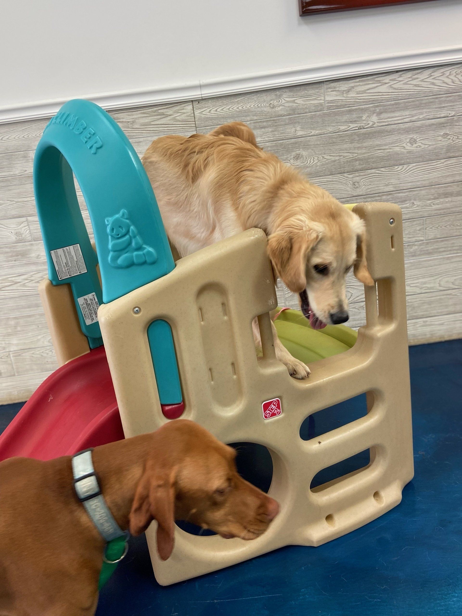 Two dogs are playing on a playset with a slide.