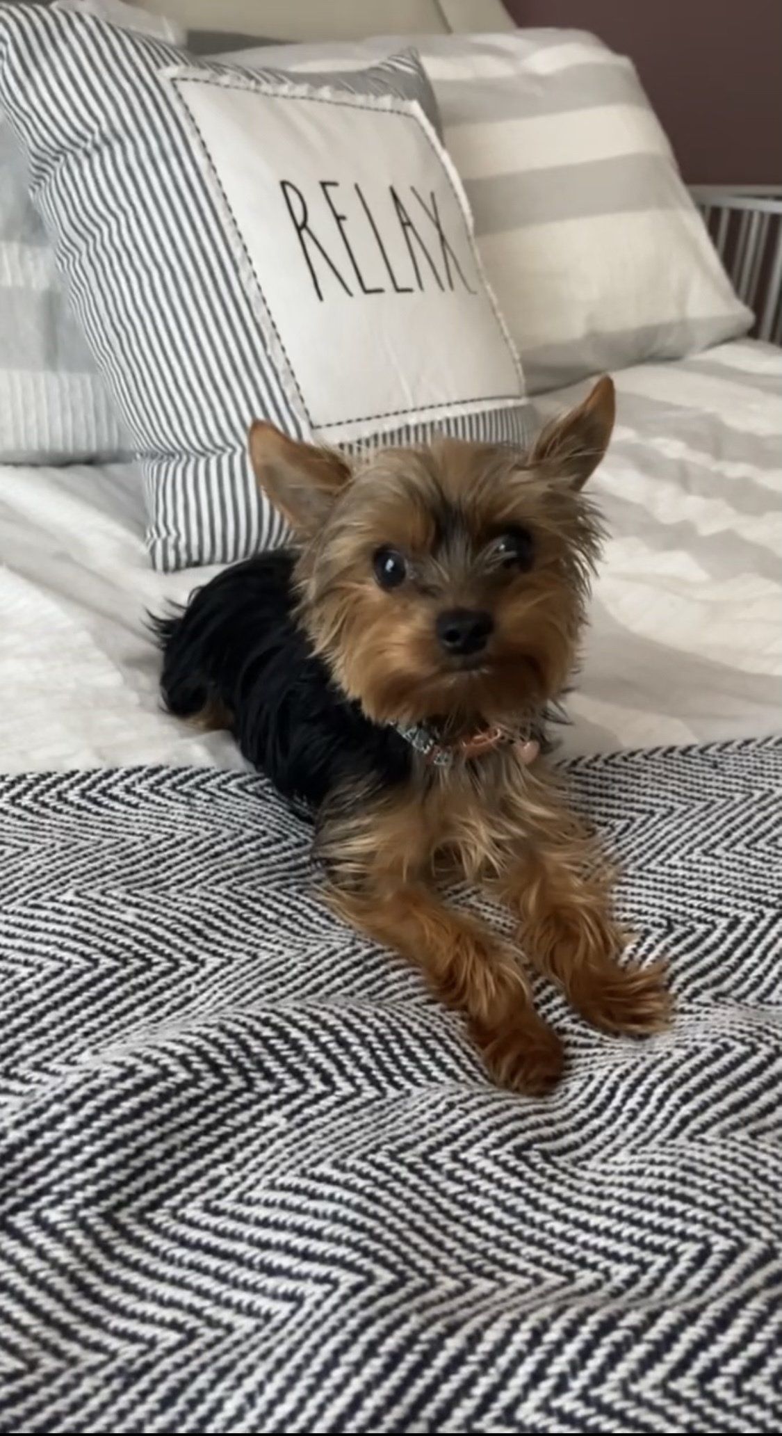 A small dog is laying on a bed next to a pillow that says relax.