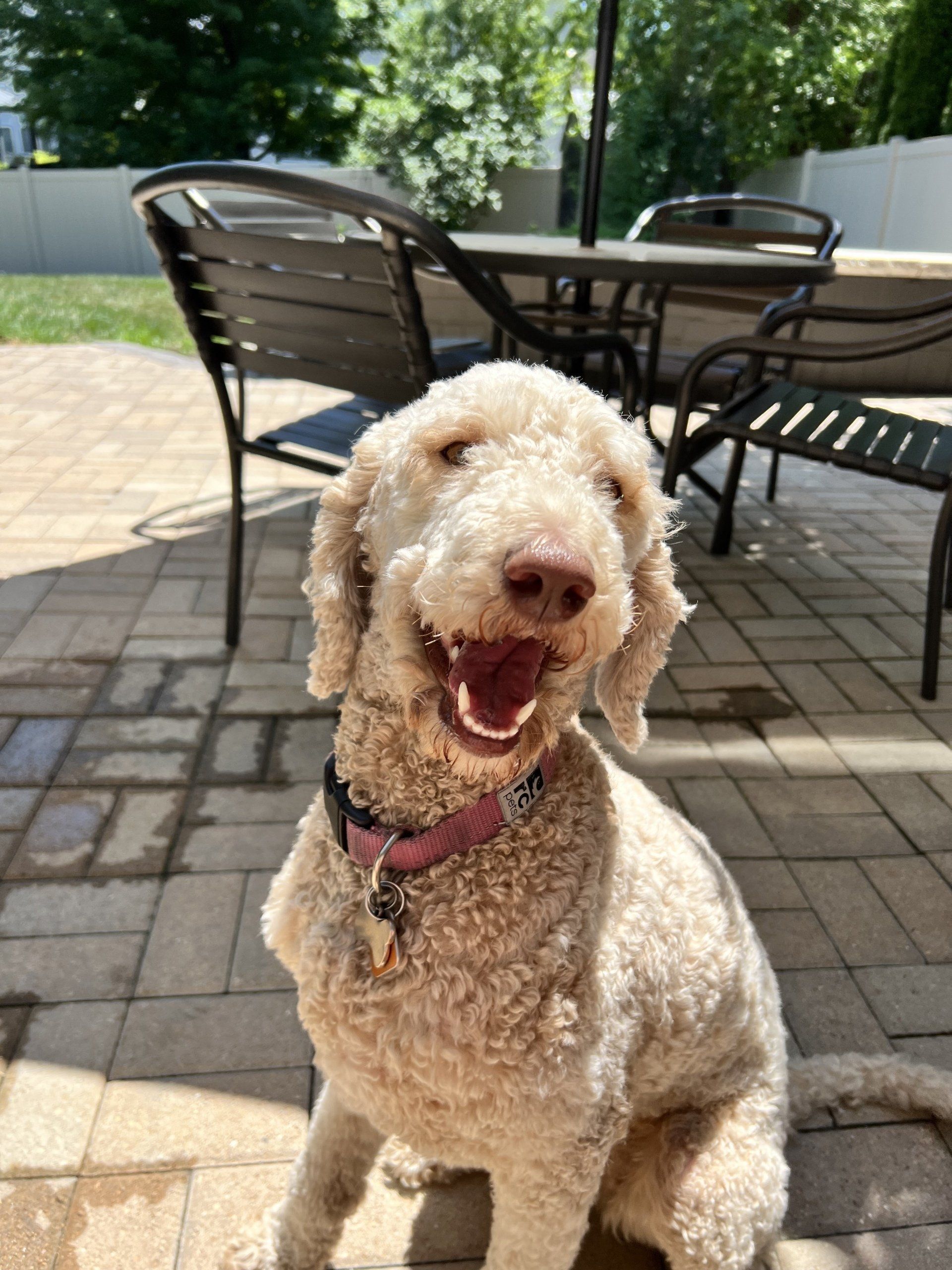 A dog is sitting on a patio with its mouth open