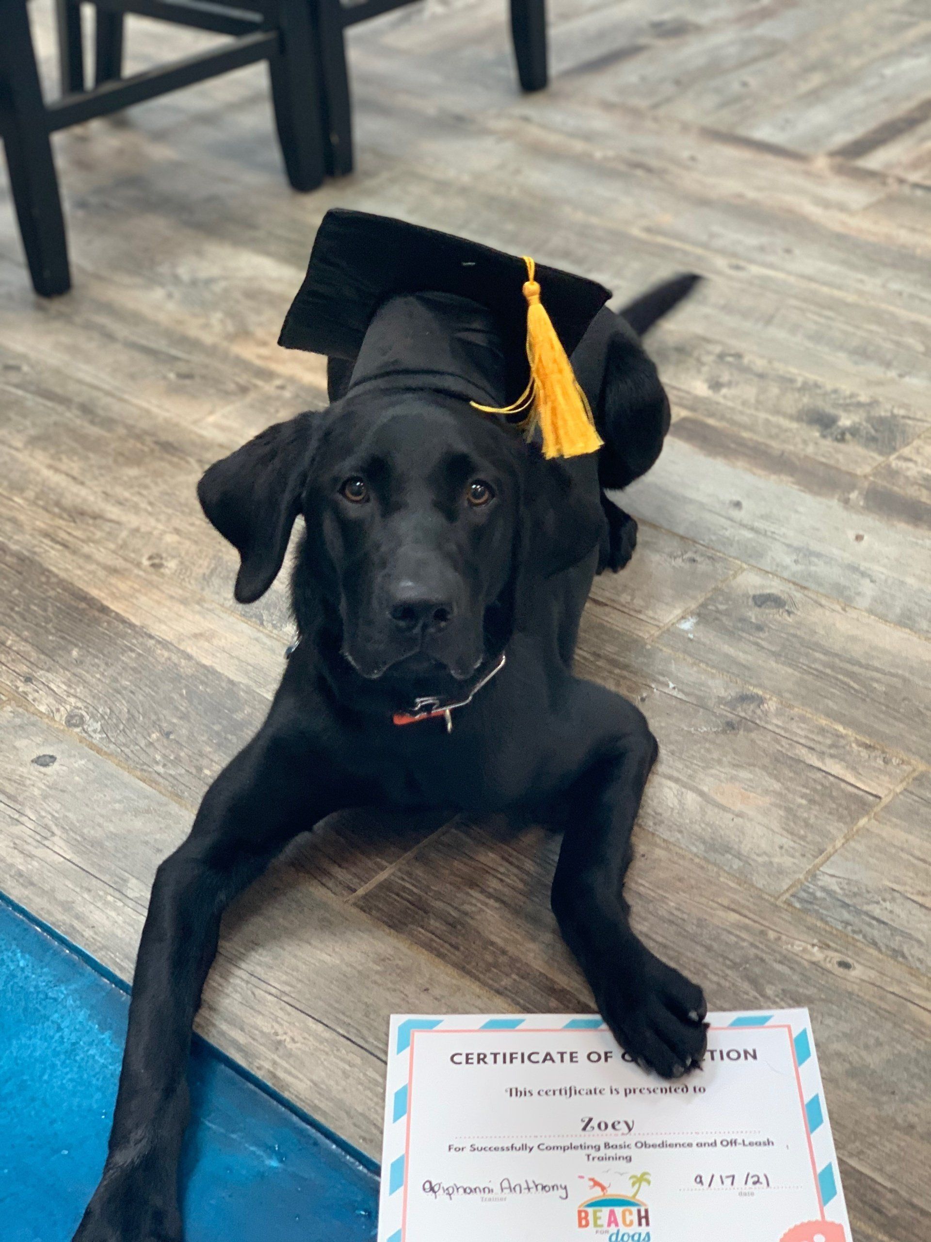 A black dog wearing a graduation cap and tassel is laying on the floor.