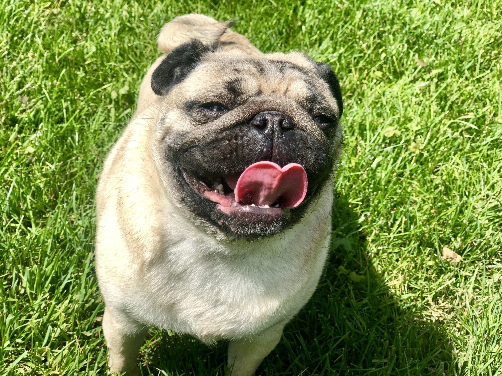A pug dog is standing in the grass with its tongue out.