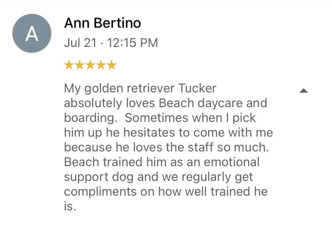 A review of ann bertino 's golden retriever tucker absolutely loves beach daycare and boarding.