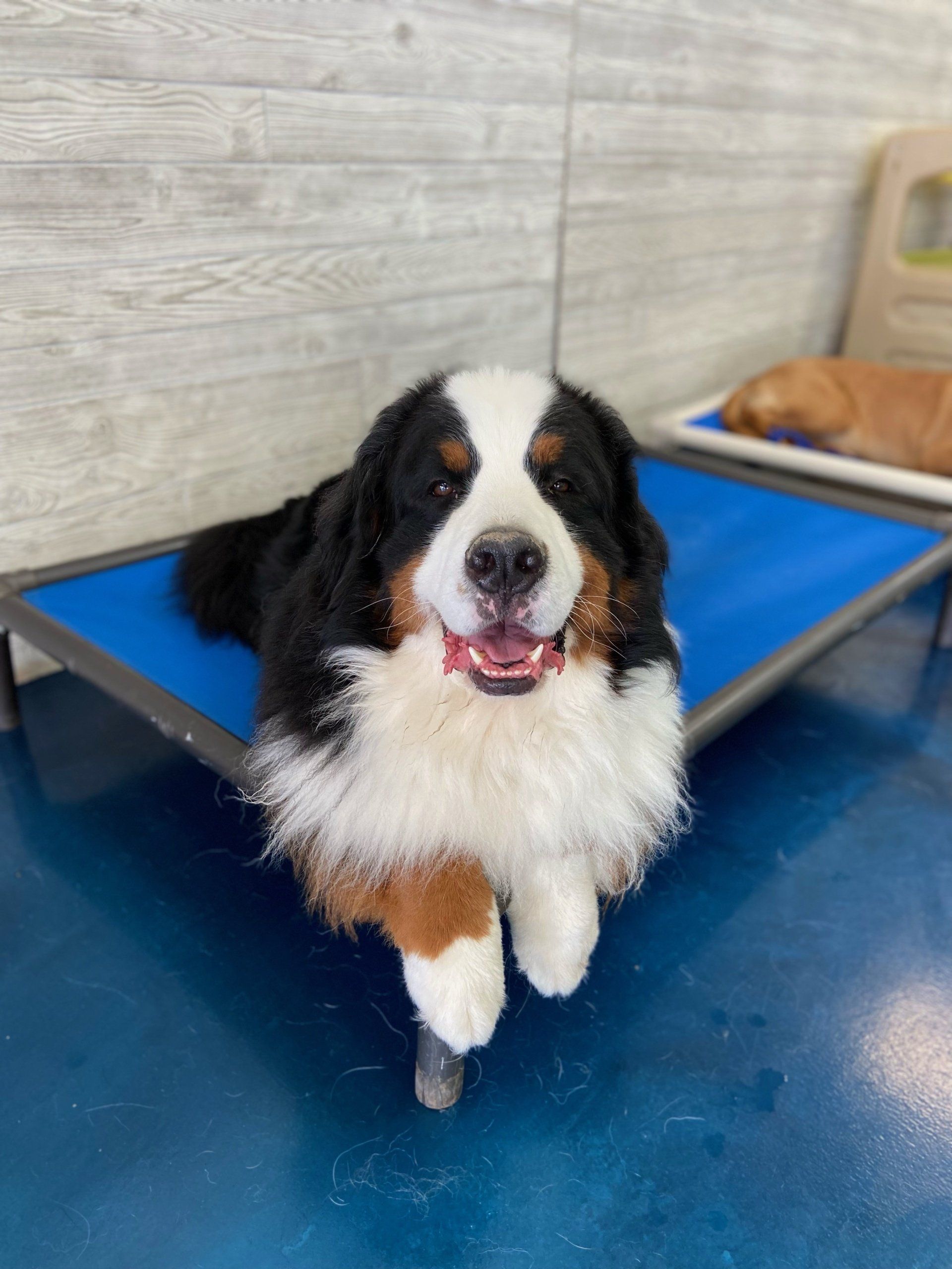 A bernese mountain dog is laying on a blue bed.