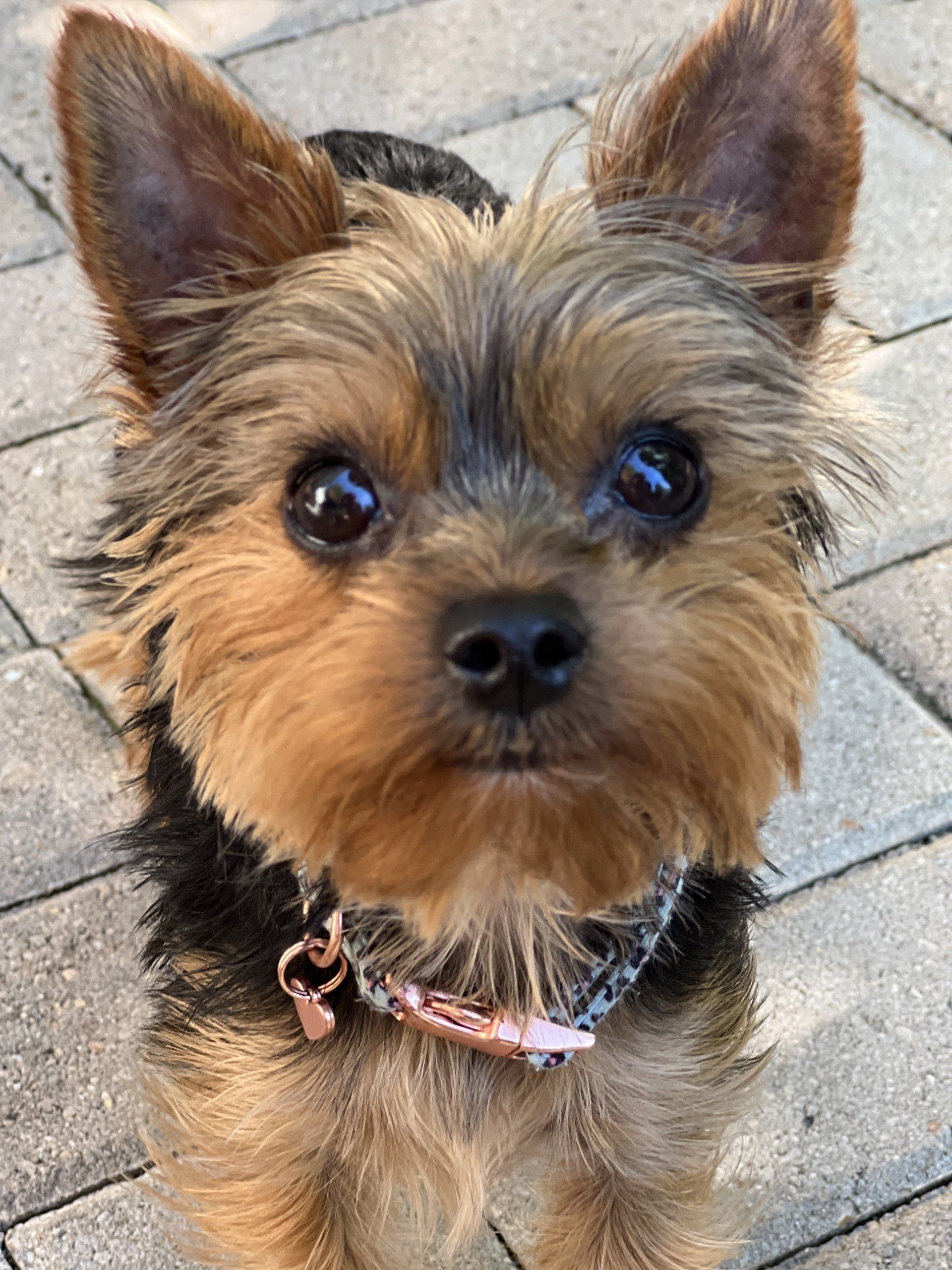 A small dog wearing a collar is looking at the camera.