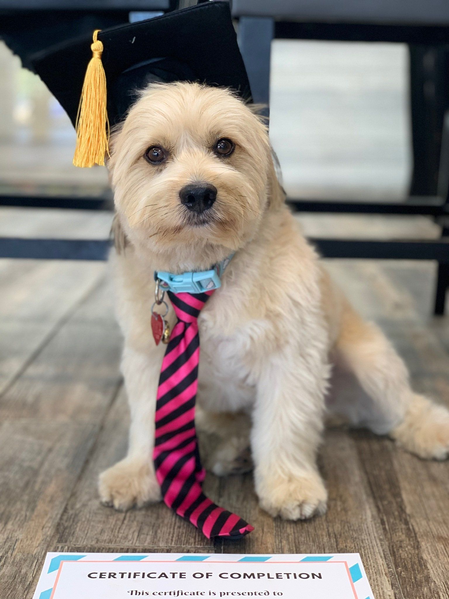A small dog wearing a graduation cap and tie.