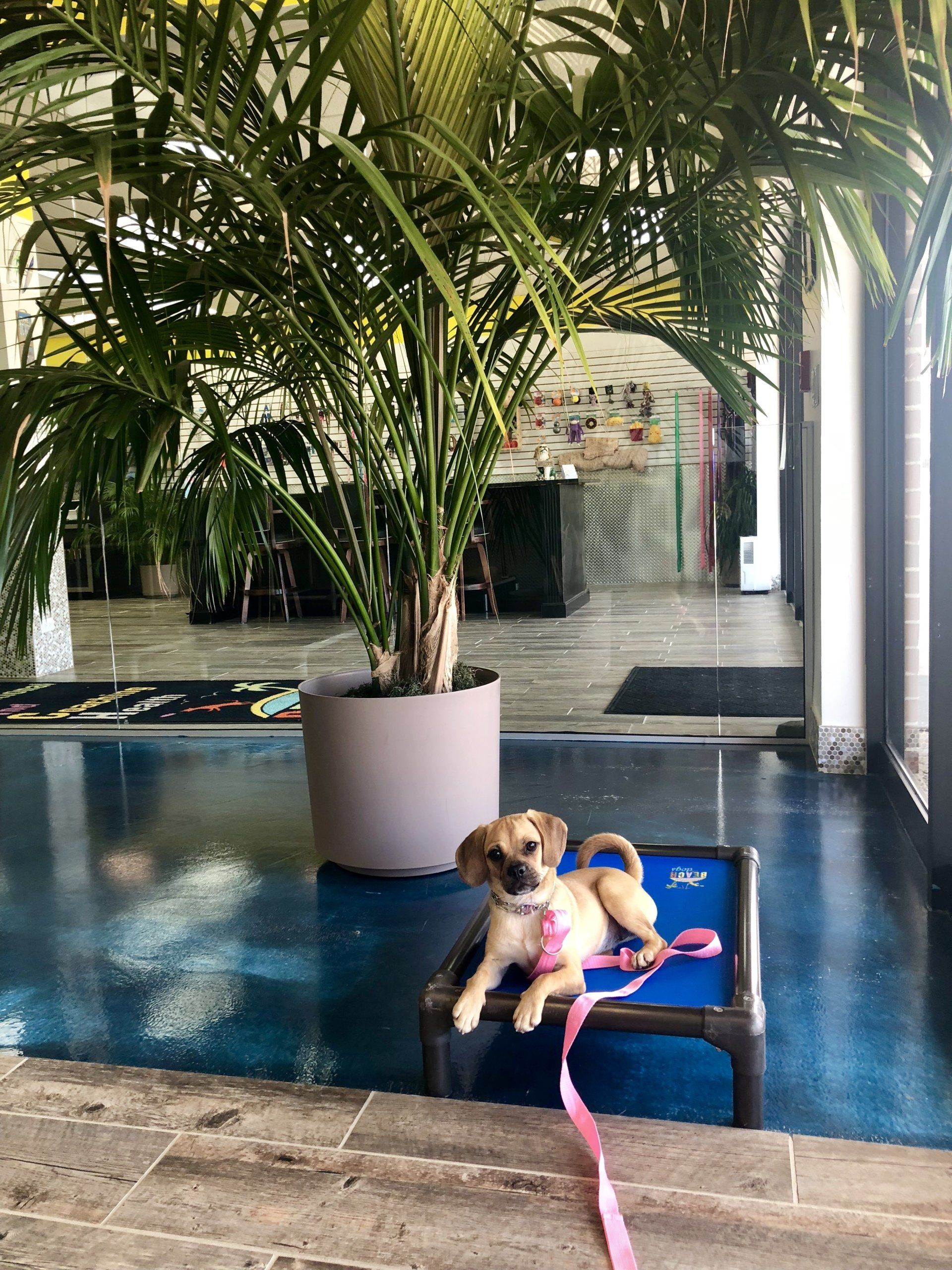 A puppy is laying on a dog bed next to a swimming pool.