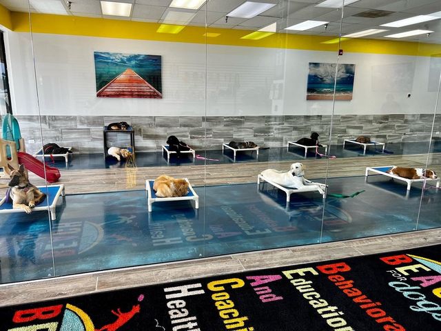 A room filled with lots of dogs and a rug that says beach