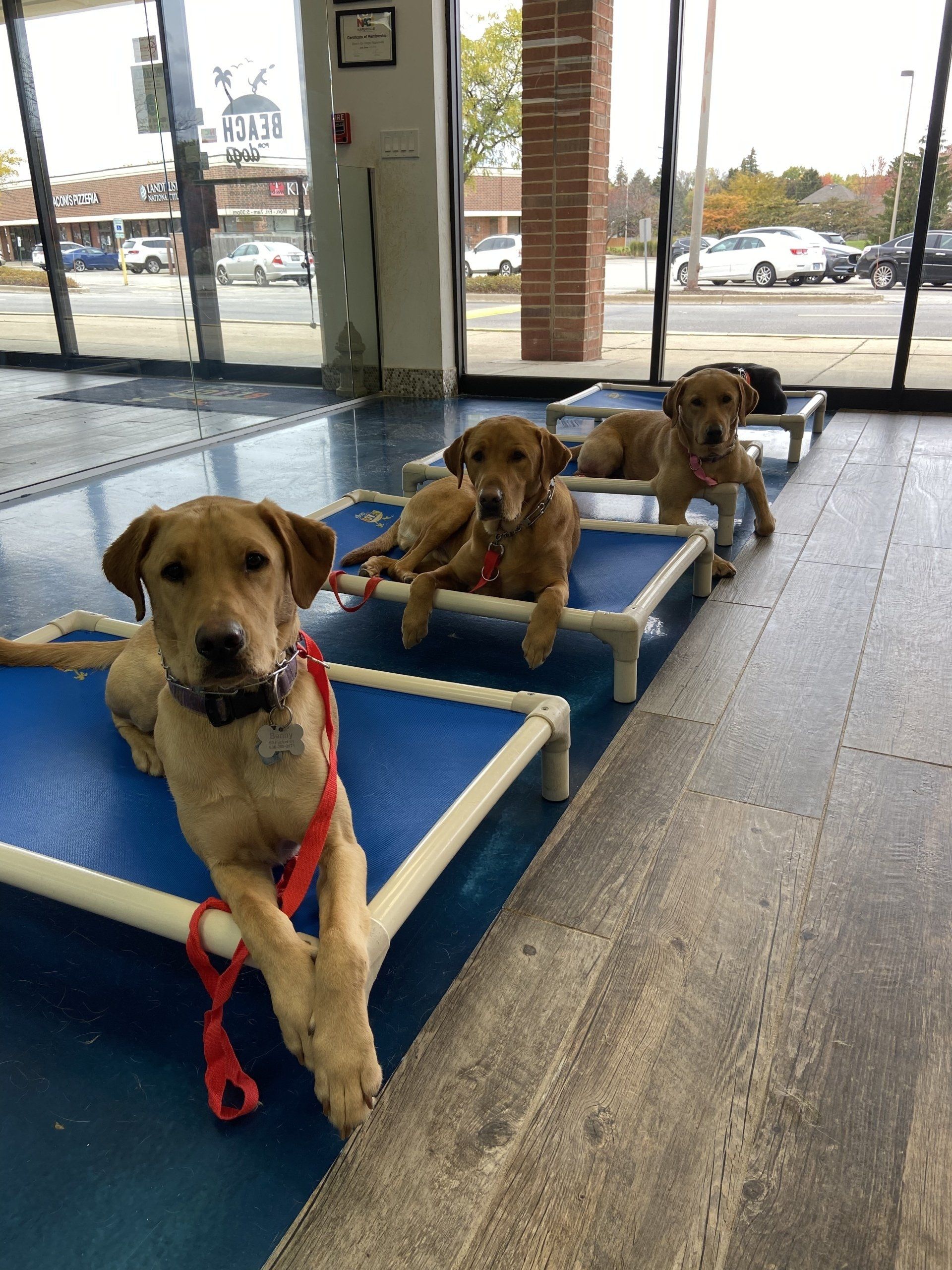 Three dogs are laying on blue beds in a room