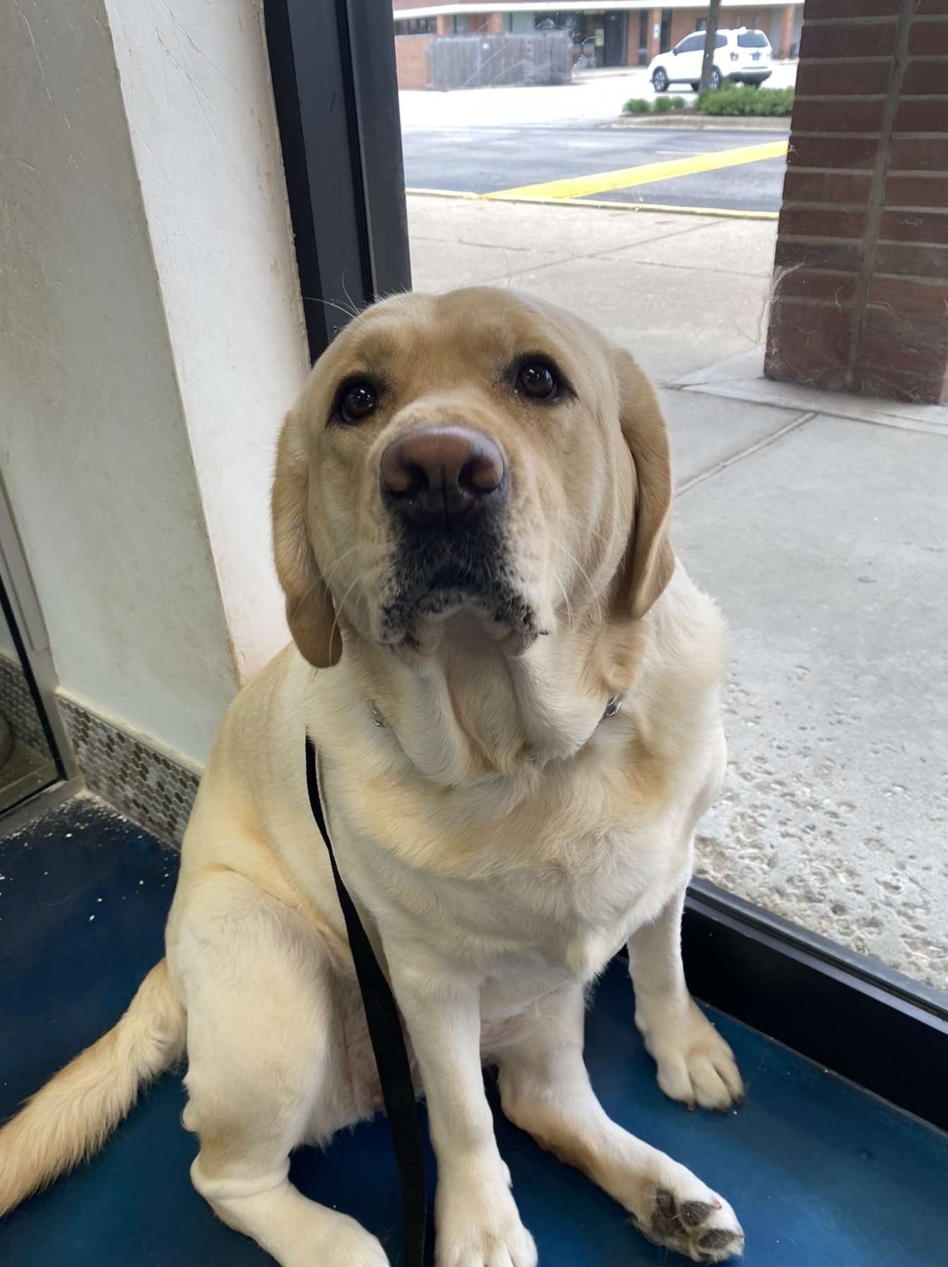 A yellow lab dog is sitting on a blue mat in front of a window.