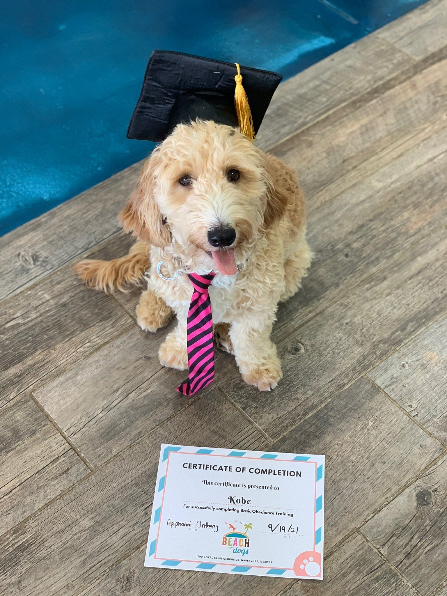 A dog wearing a graduation cap and tie is sitting next to a certificate.