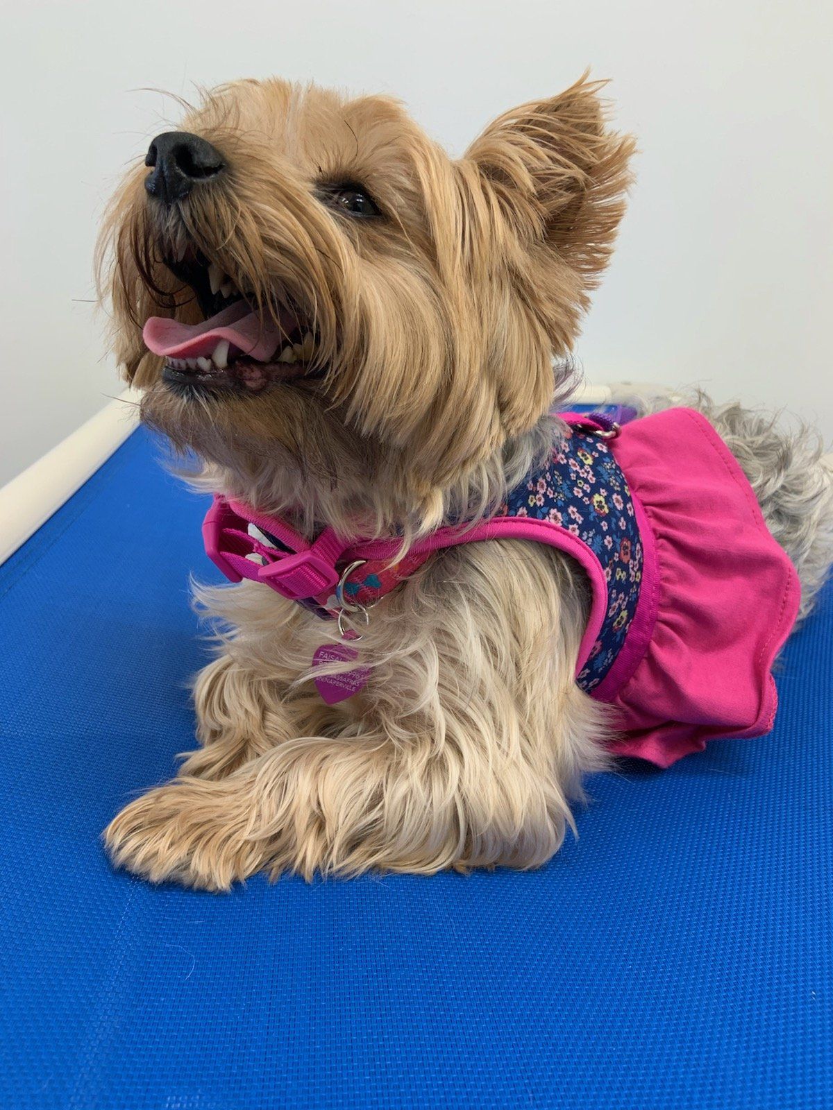 A small dog wearing a pink dress and harness is laying on a blue mat.