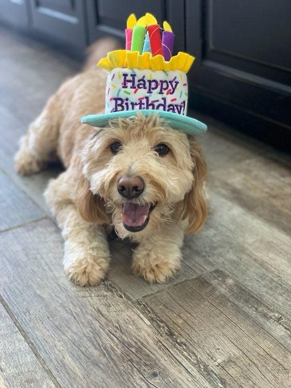 A small dog wearing a happy birthday hat is laying on the floor.