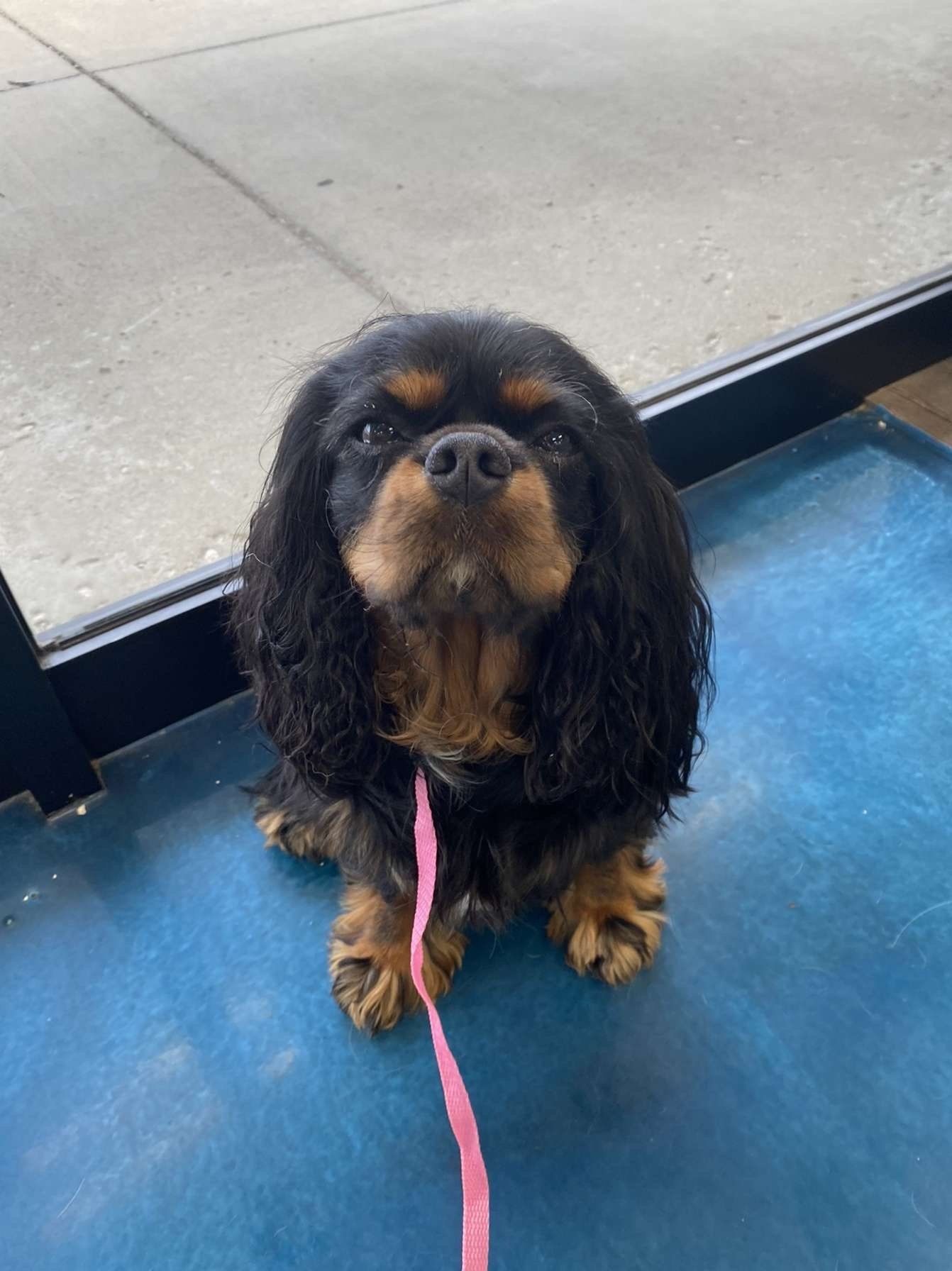 A black and brown dog is sitting on a blue mat on a leash.