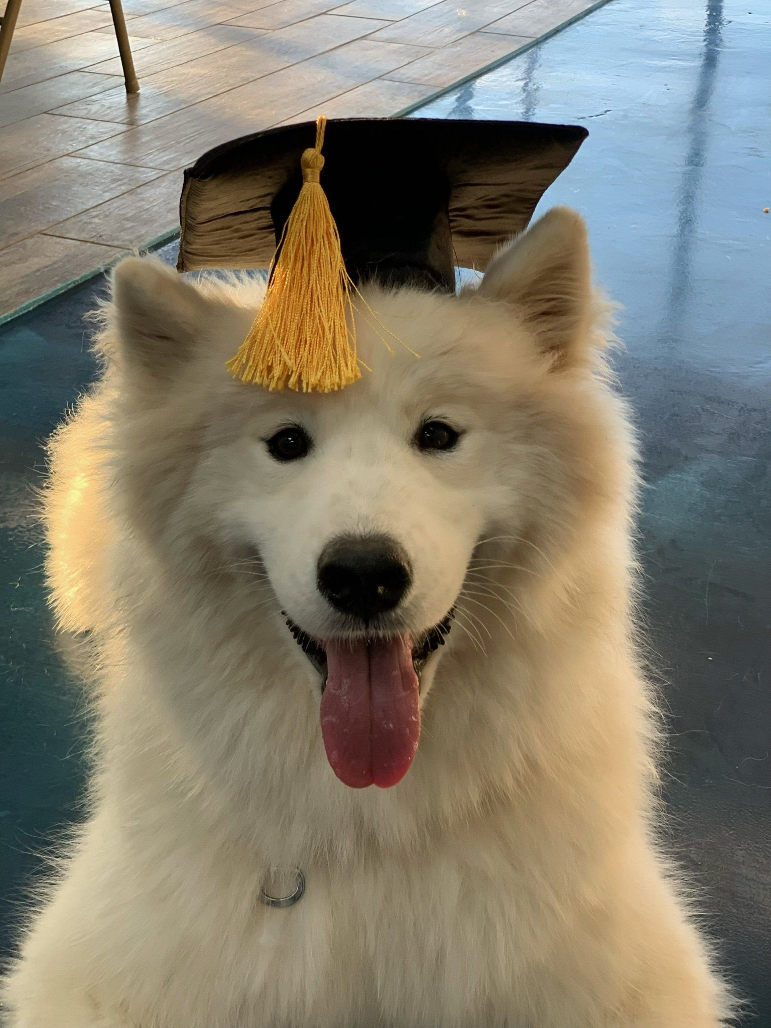 A white dog wearing a graduation cap and tassel