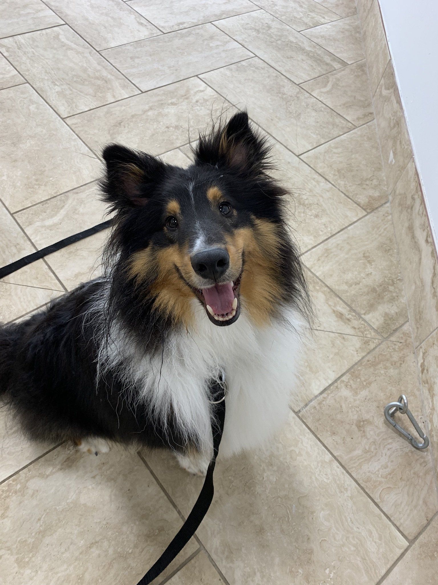 A collie dog is laying on a tiled floor on a leash.