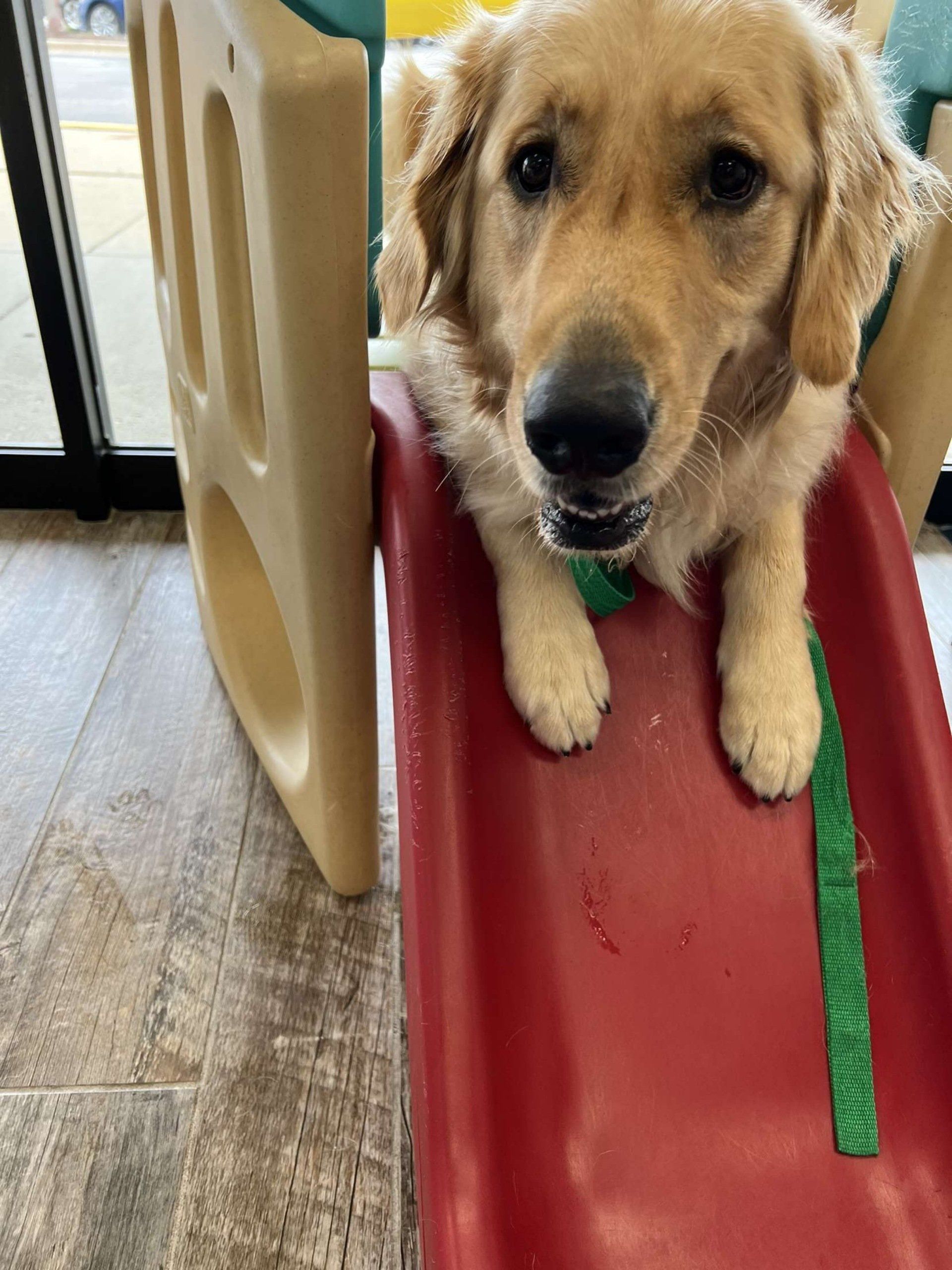 A puppy is sitting on top of a red slide.