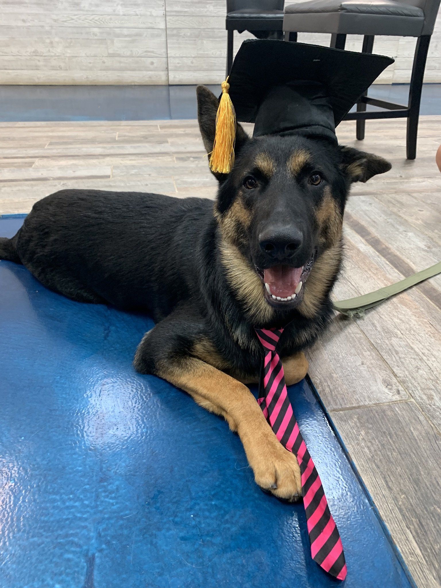A german shepherd wearing a graduation cap and tie.