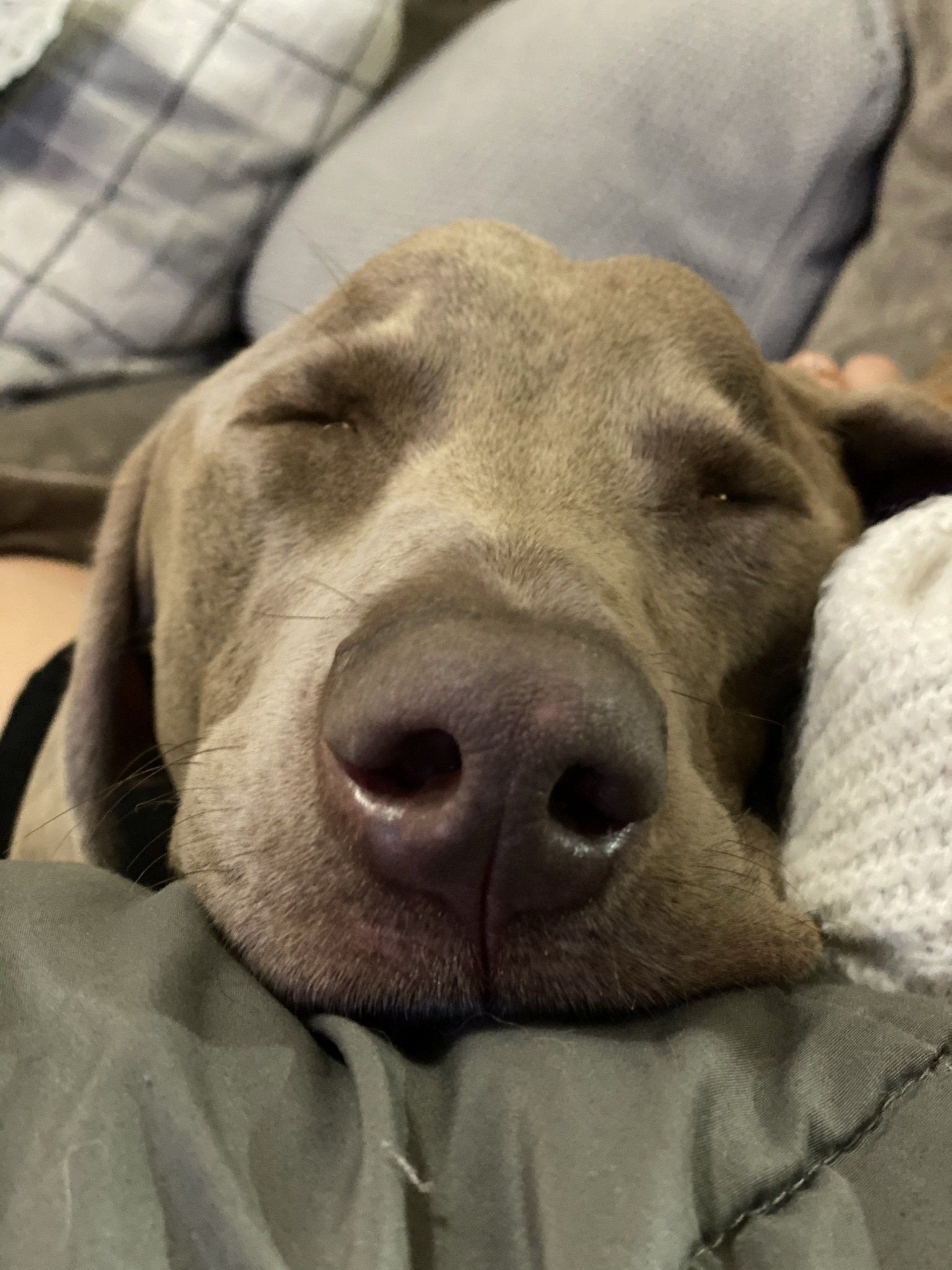 A close up of a dog sleeping on a person 's lap.