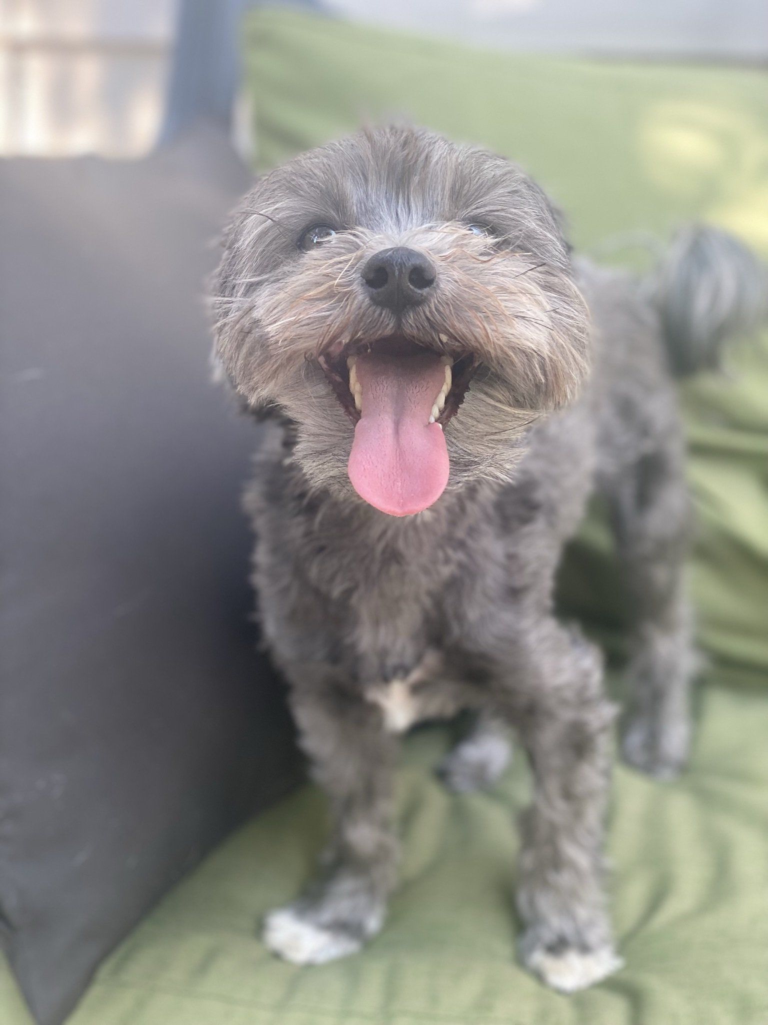 A small dog with its tongue hanging out is sitting on a couch.