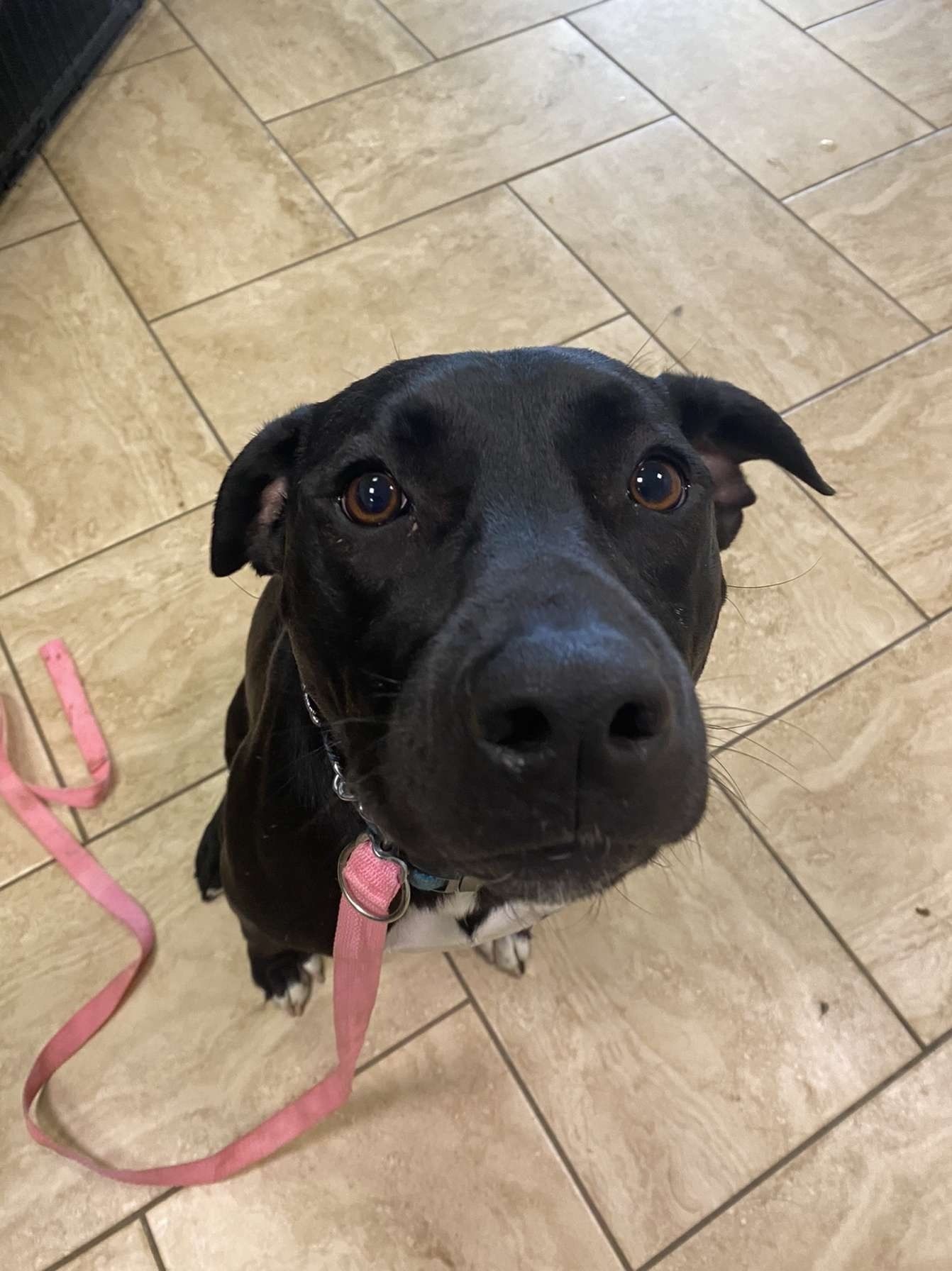A black dog is sitting on a tiled floor with a pink leash.