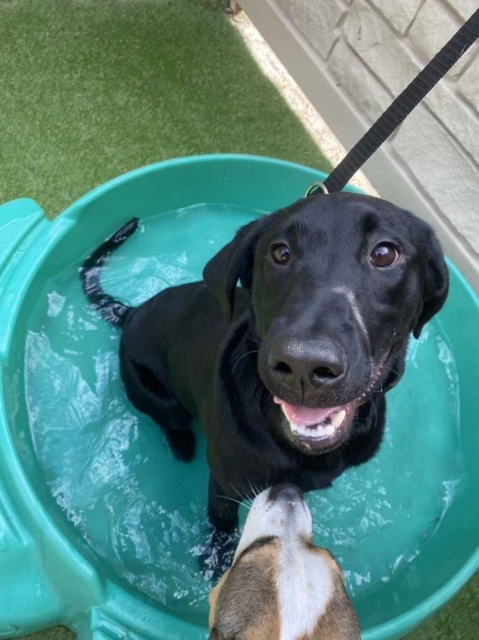 A black dog is sitting in a green pool of water.