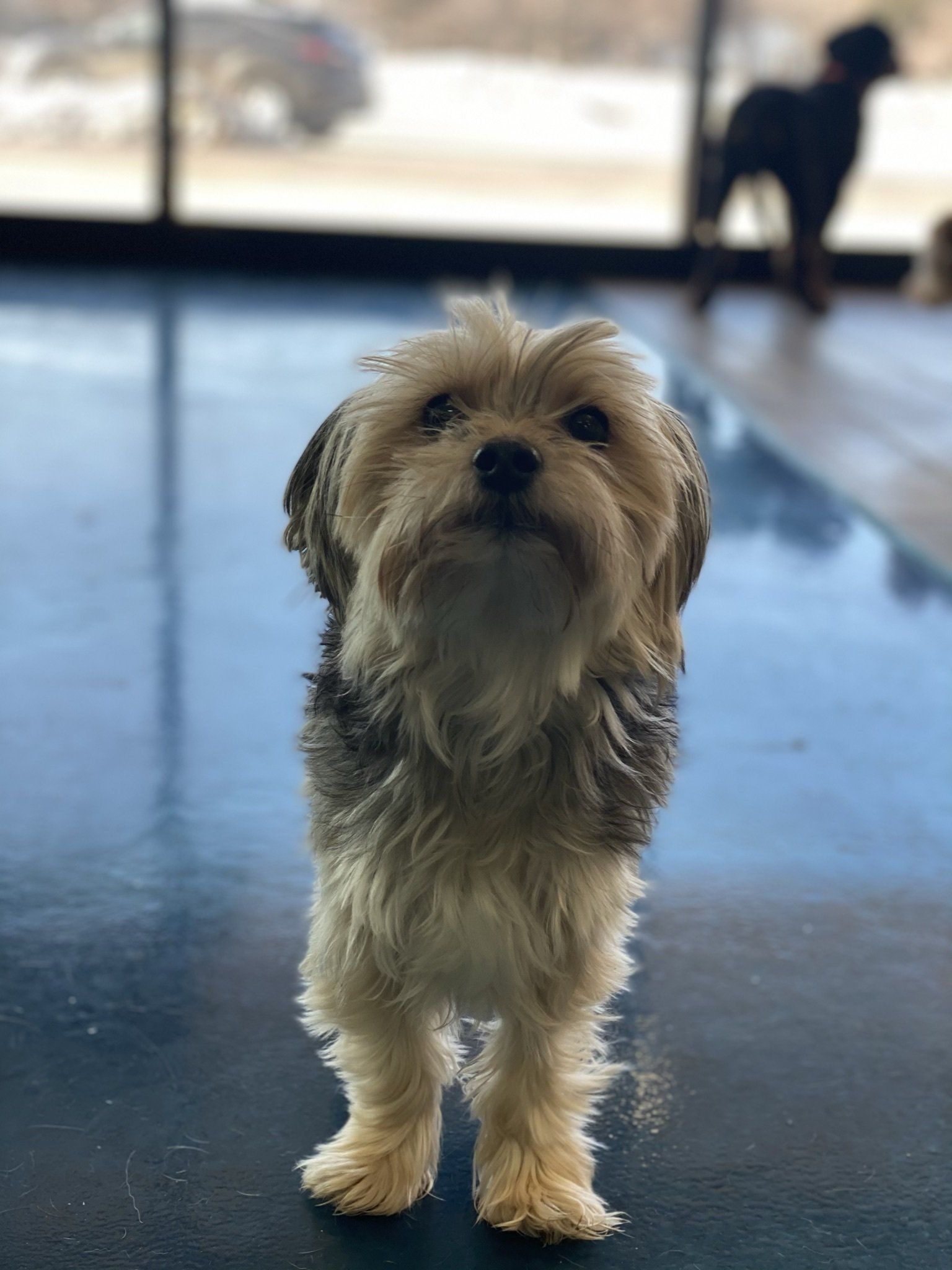 A small dog is standing on a black floor and looking up at the camera.