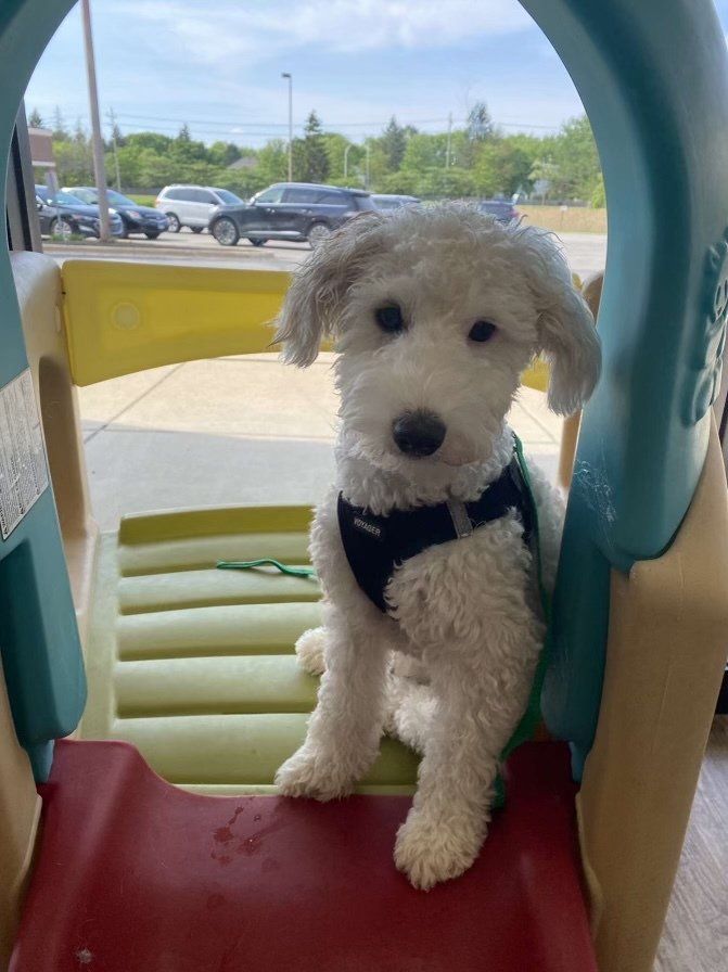 A small white dog is sitting on top of a slide.
