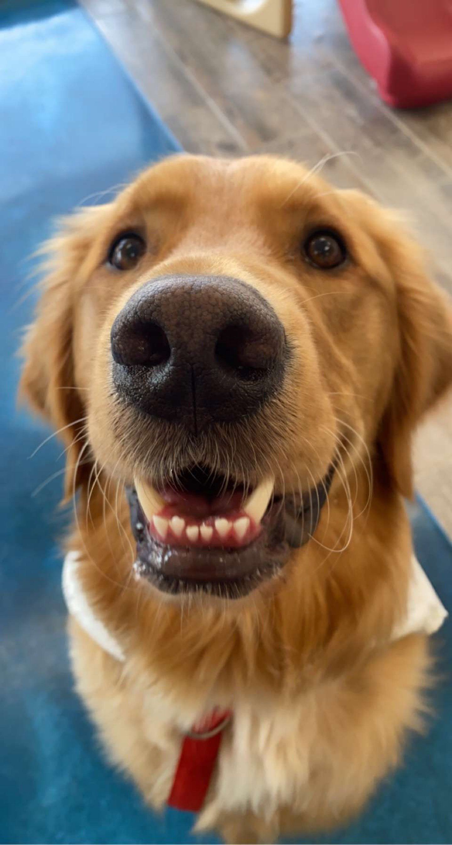 A close up of a dog 's face with its mouth open.
