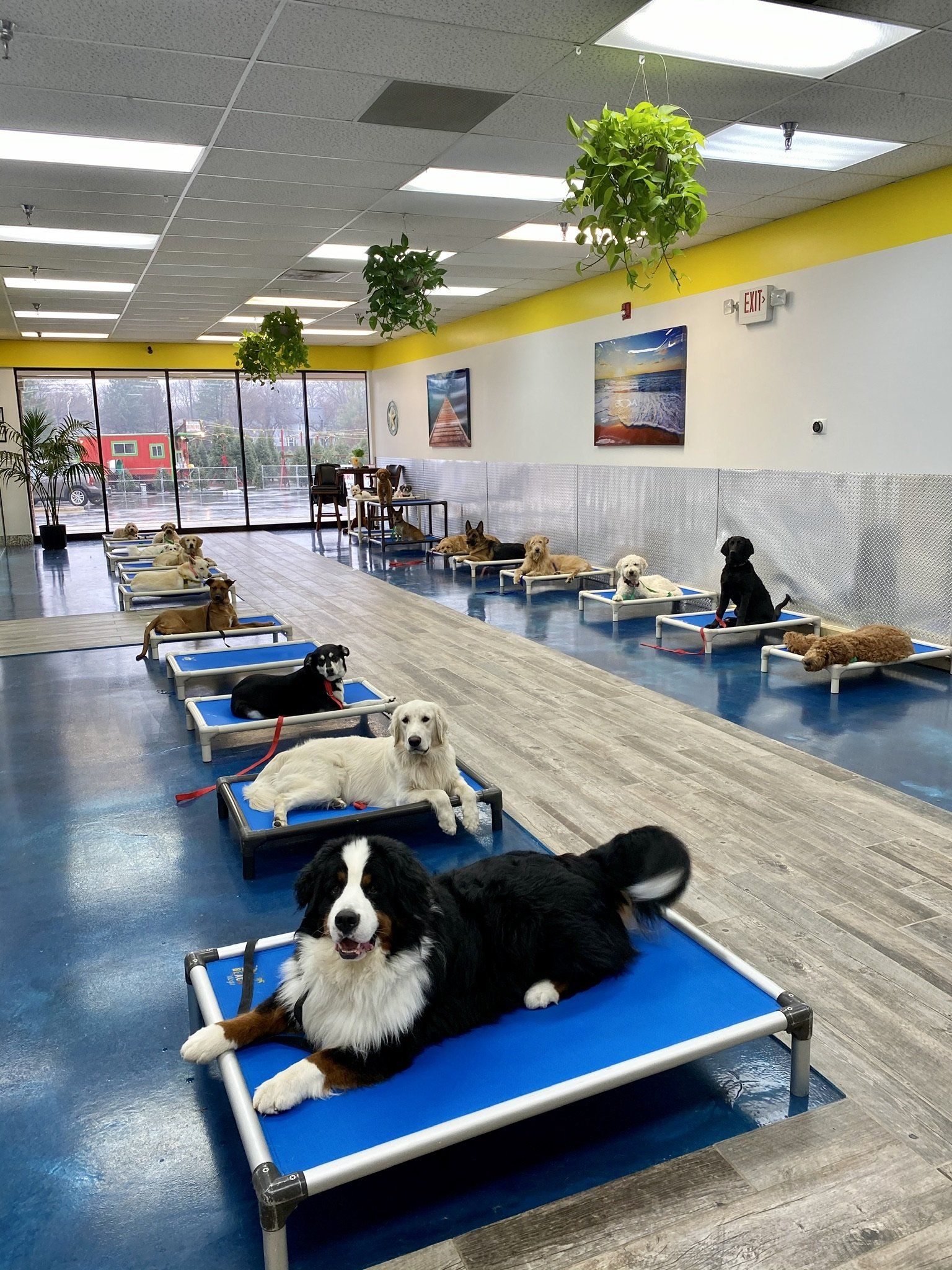 A large room filled with lots of dogs laying on blue beds.