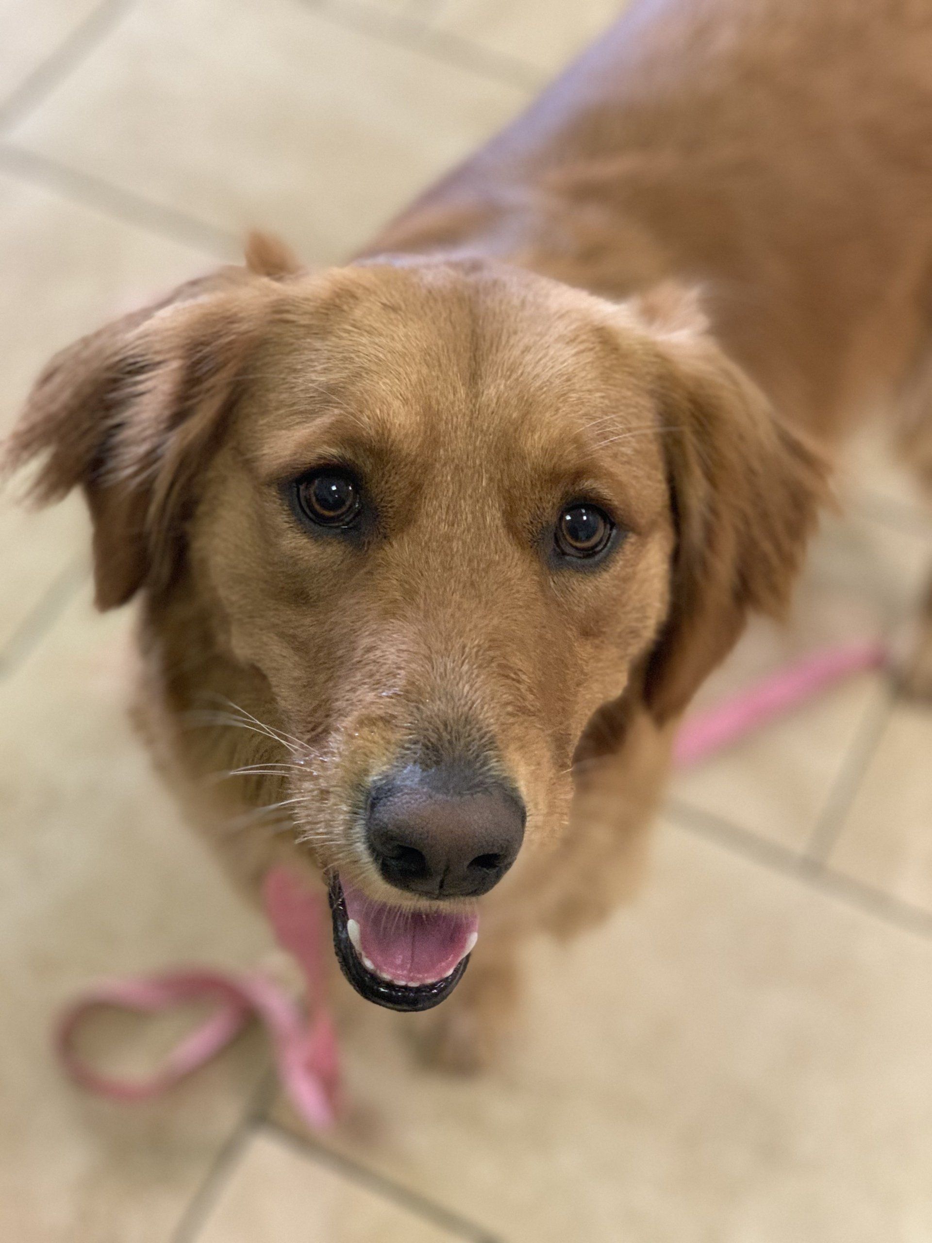 A brown dog with a pink leash is looking up at the camera.