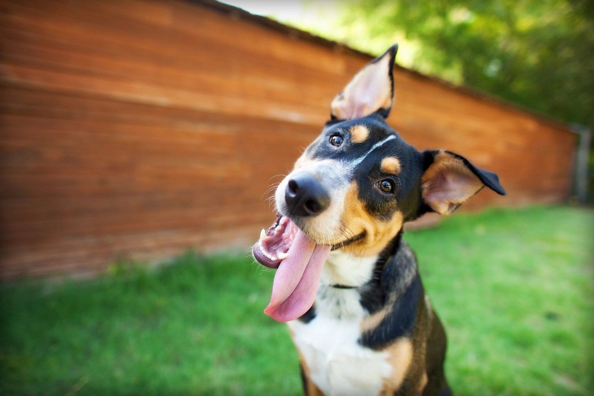 A black and white dog with its tongue hanging out is sitting in the grass.