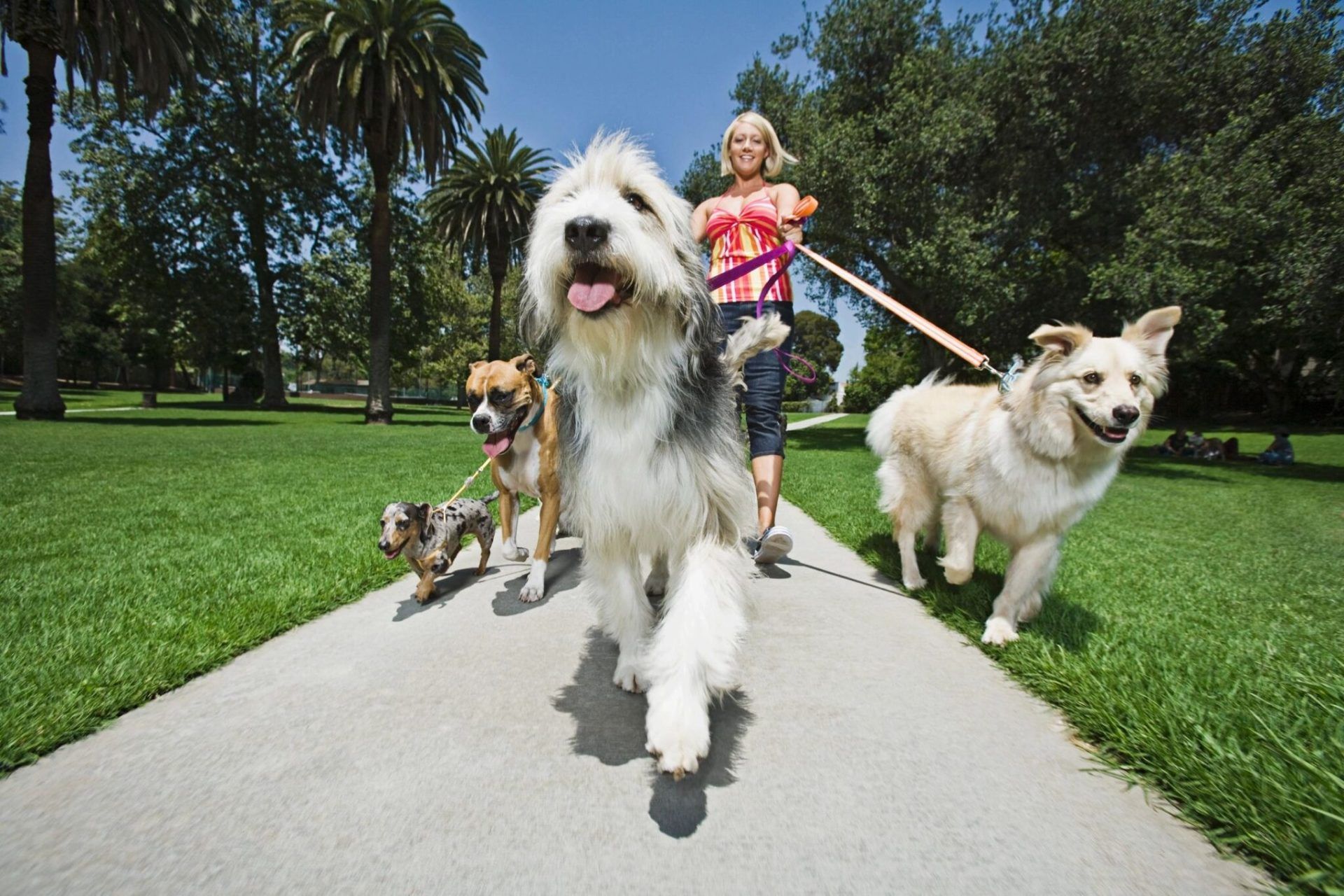A woman is walking three dogs on a leash in a park