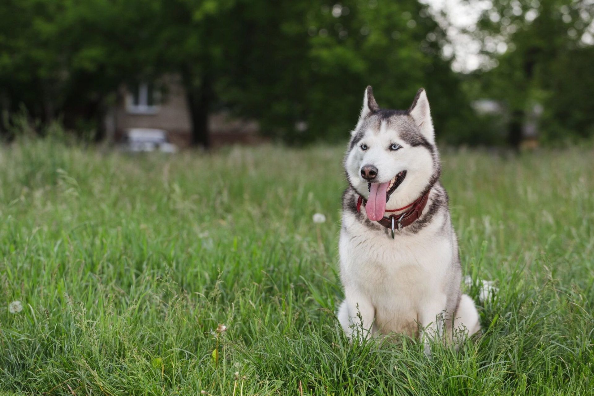 A husky dog is sitting in the grass with its tongue hanging out.