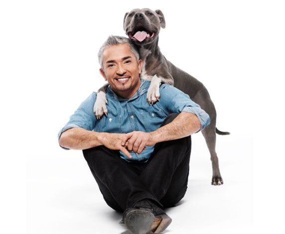 Dog Training