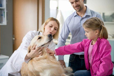 Dog Training